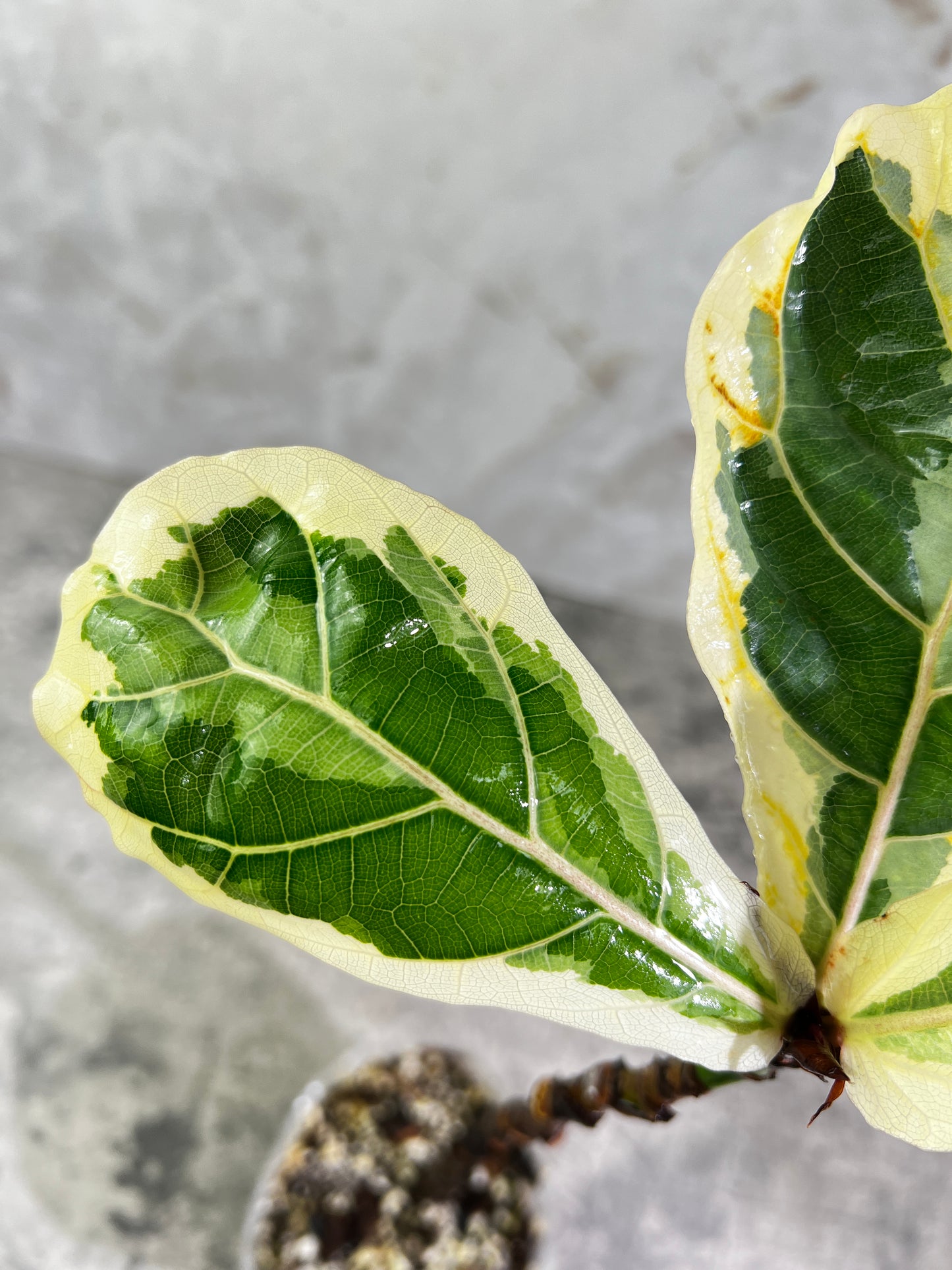 Ficus Lyrata variegated fiddle leaf fig rooted 3 leaves 1 sprout
