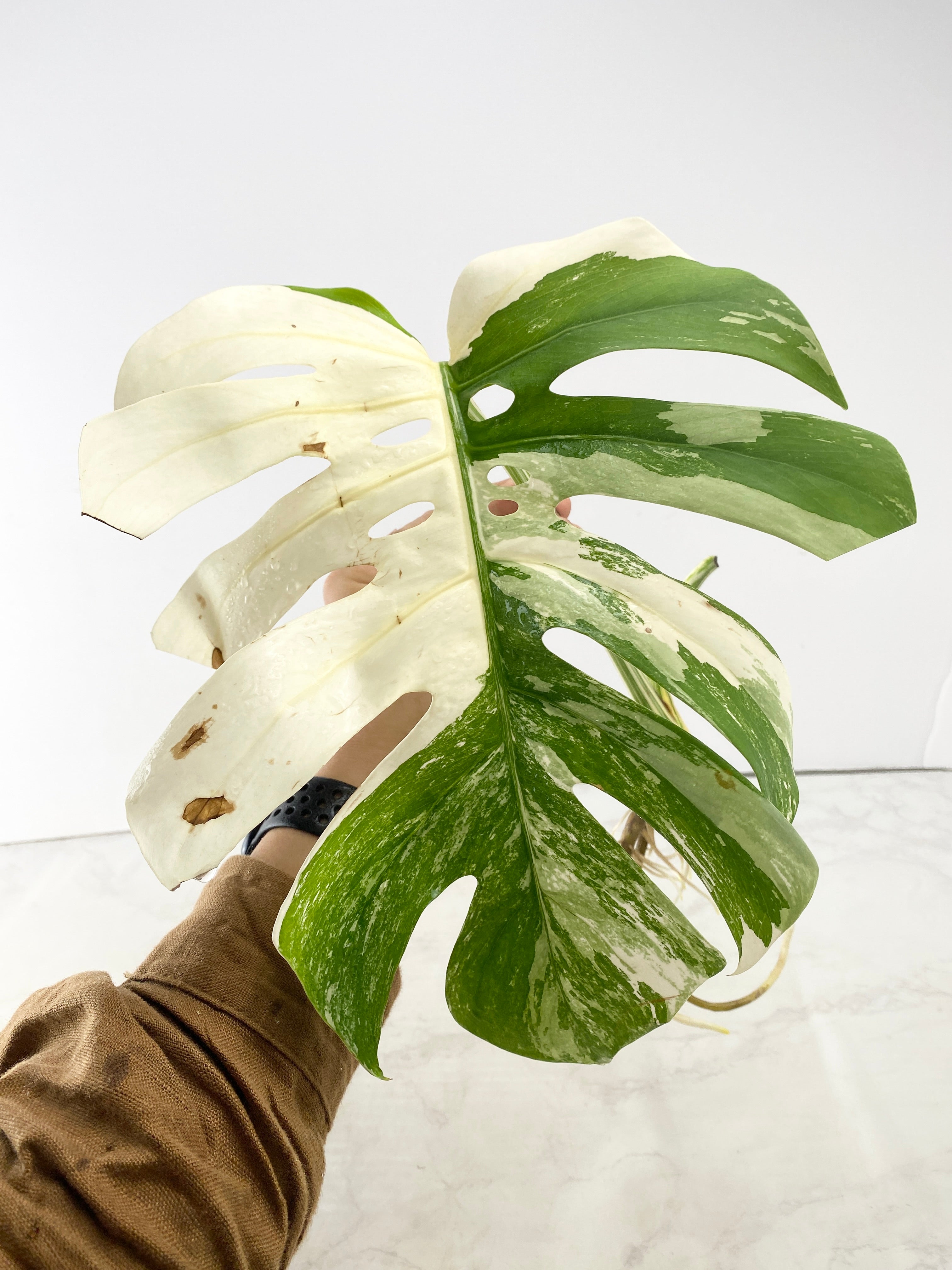 Monstera albo Japanese White Tiger 1 leaf