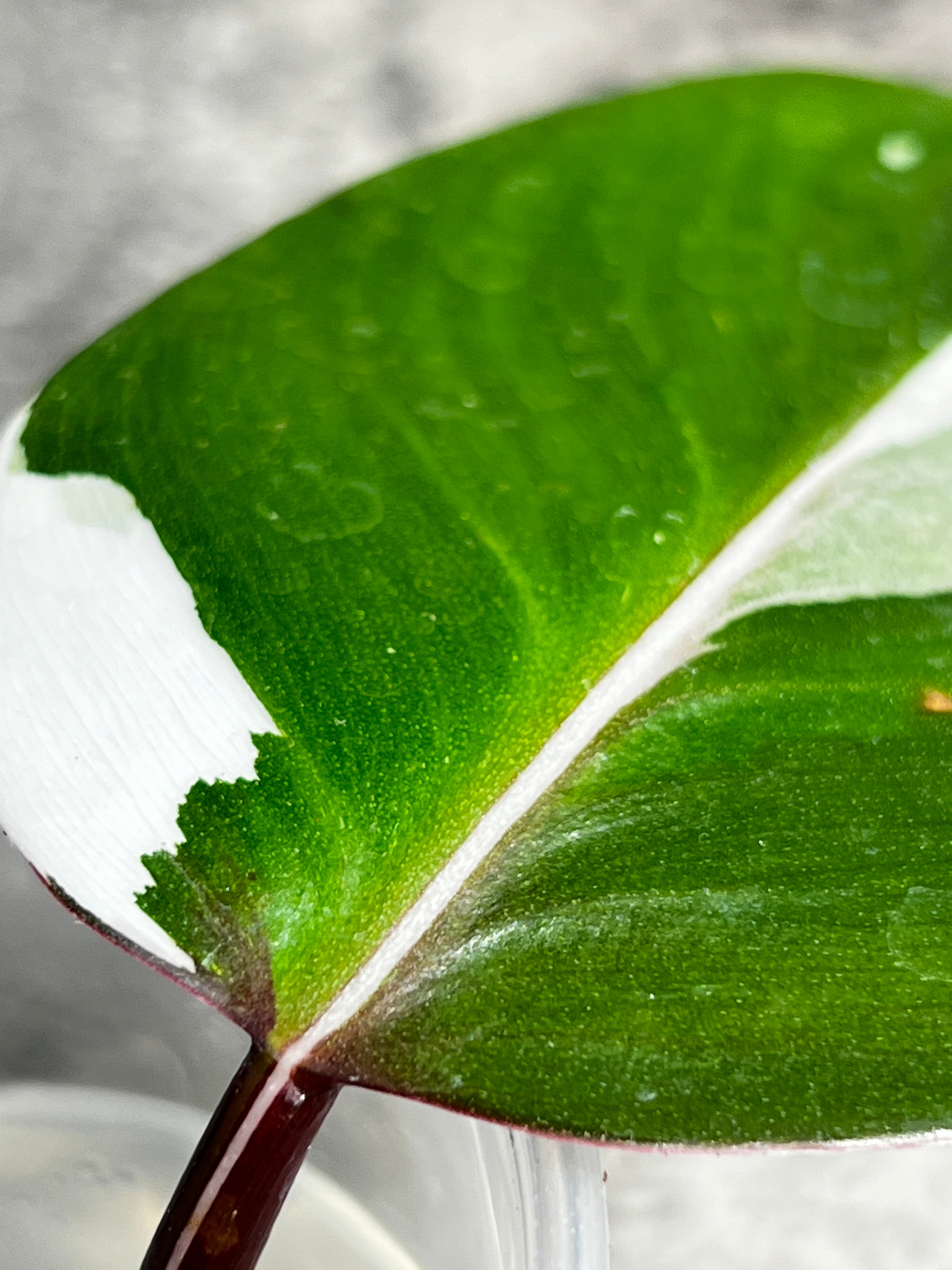 Philodendron white knight tricolor rooting  2 leaves  highly Variegated