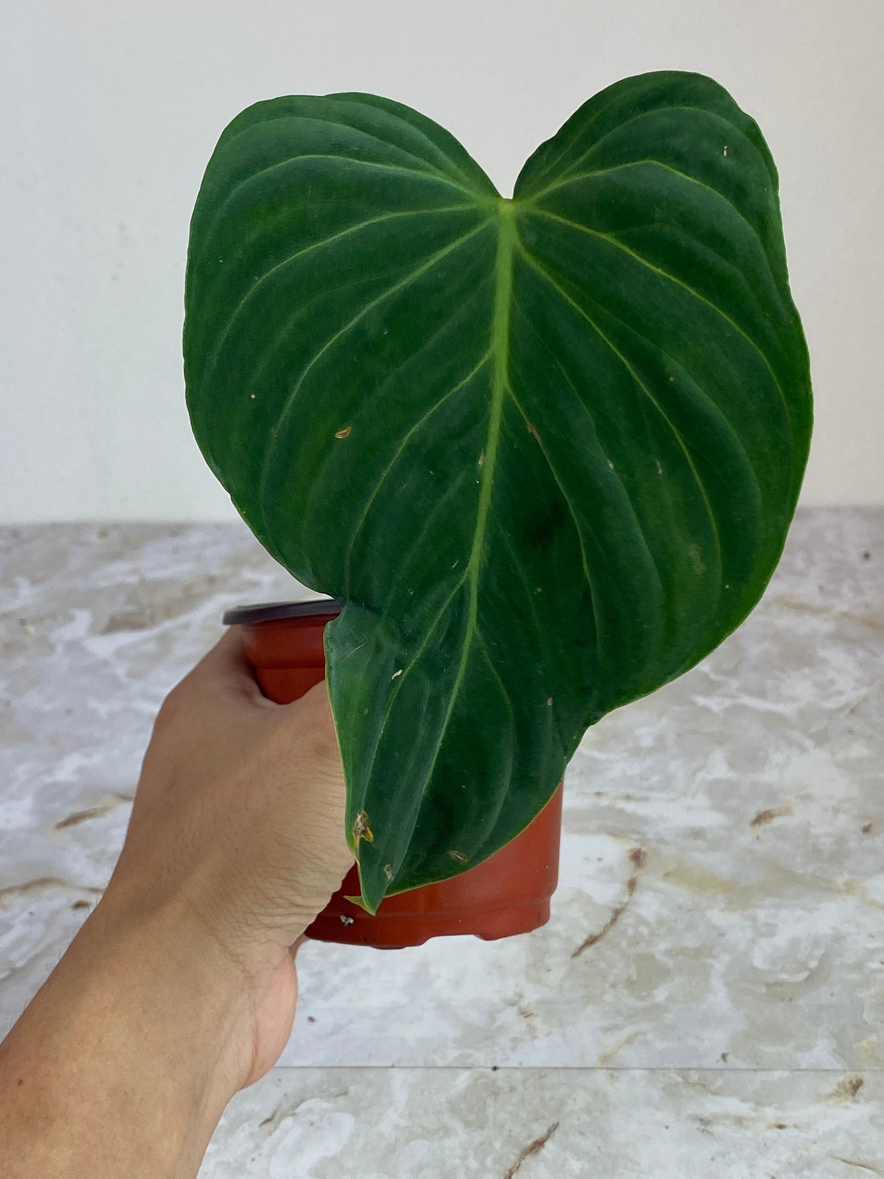 Private sale: Philodendron solendid