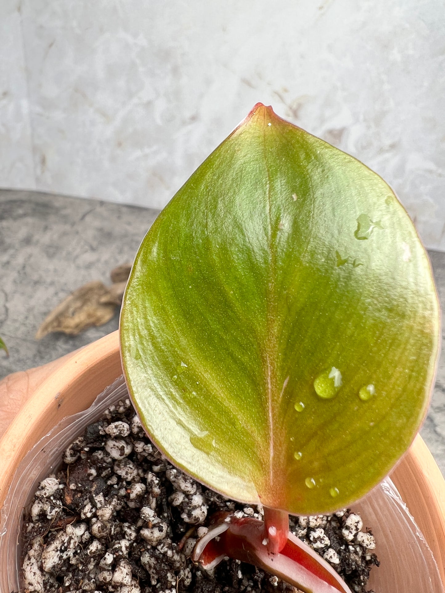 Philodendron white knight tricolor rooting 2 leaves 1 highly Variegated  sprout