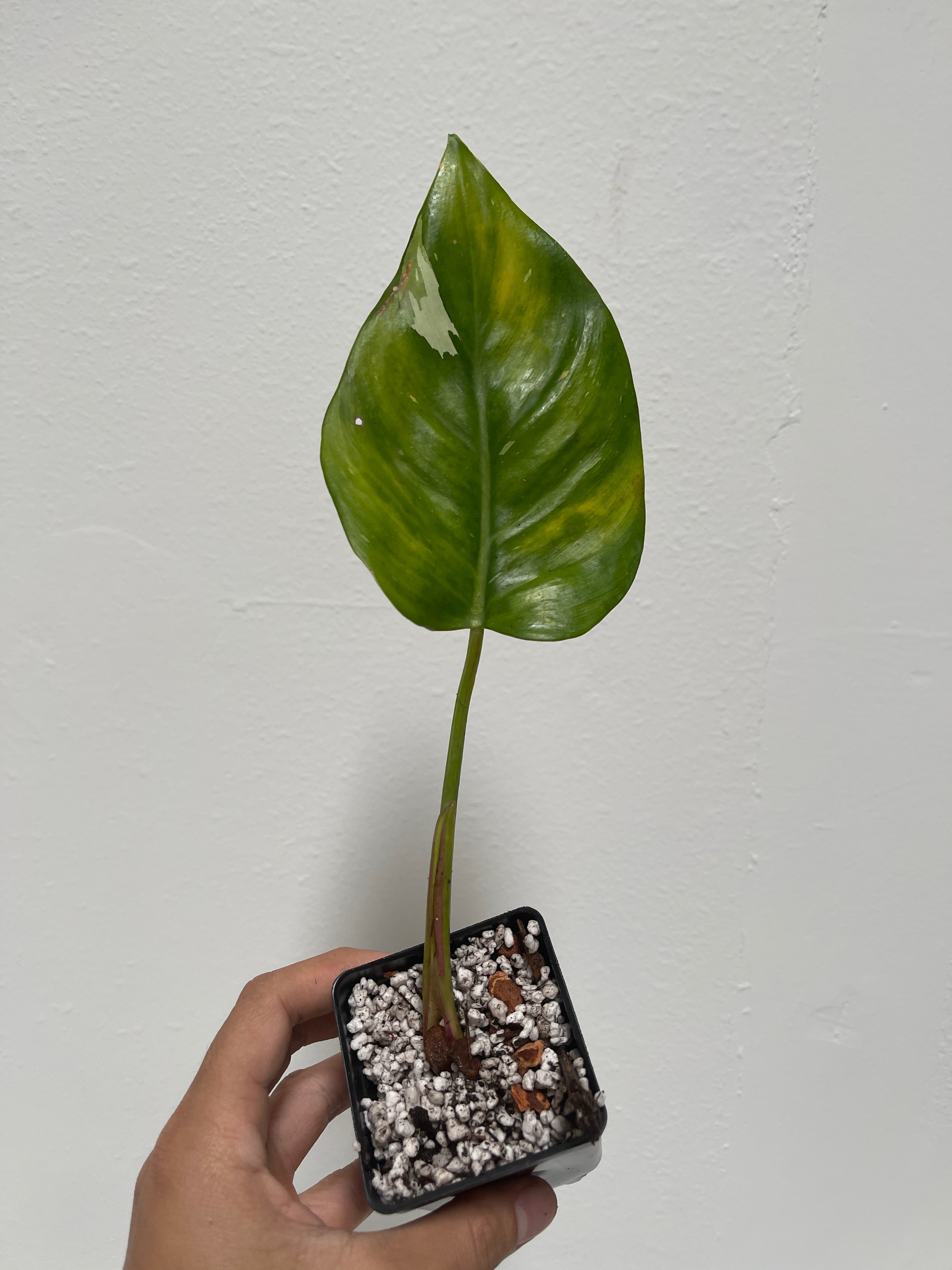 Philodendron White princess