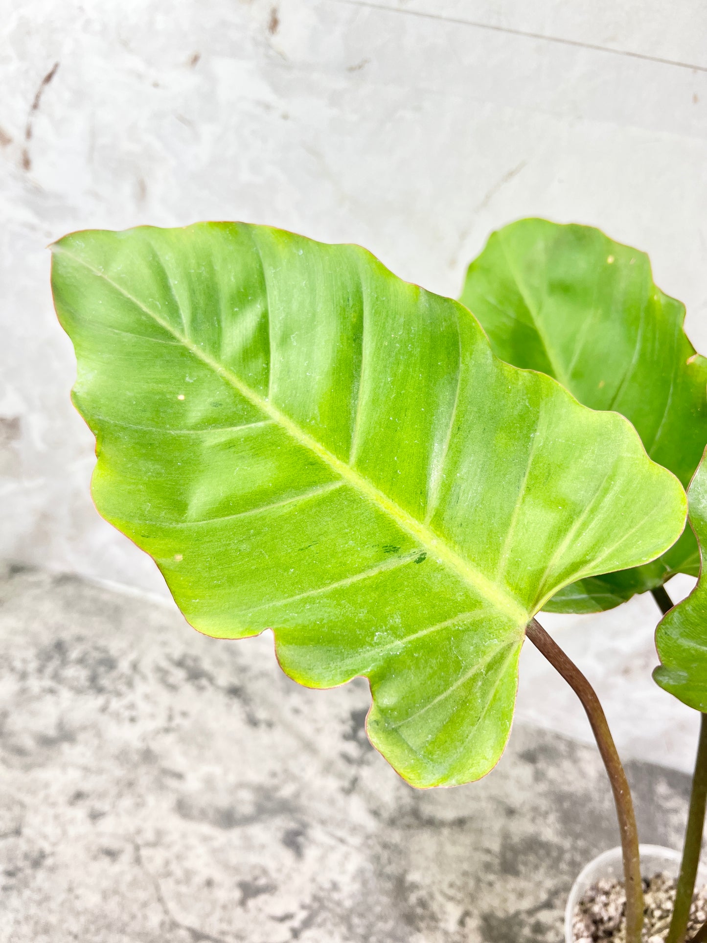 Philodendron snowdrifts slightly rooted 3 big leaves 4 sprouts
