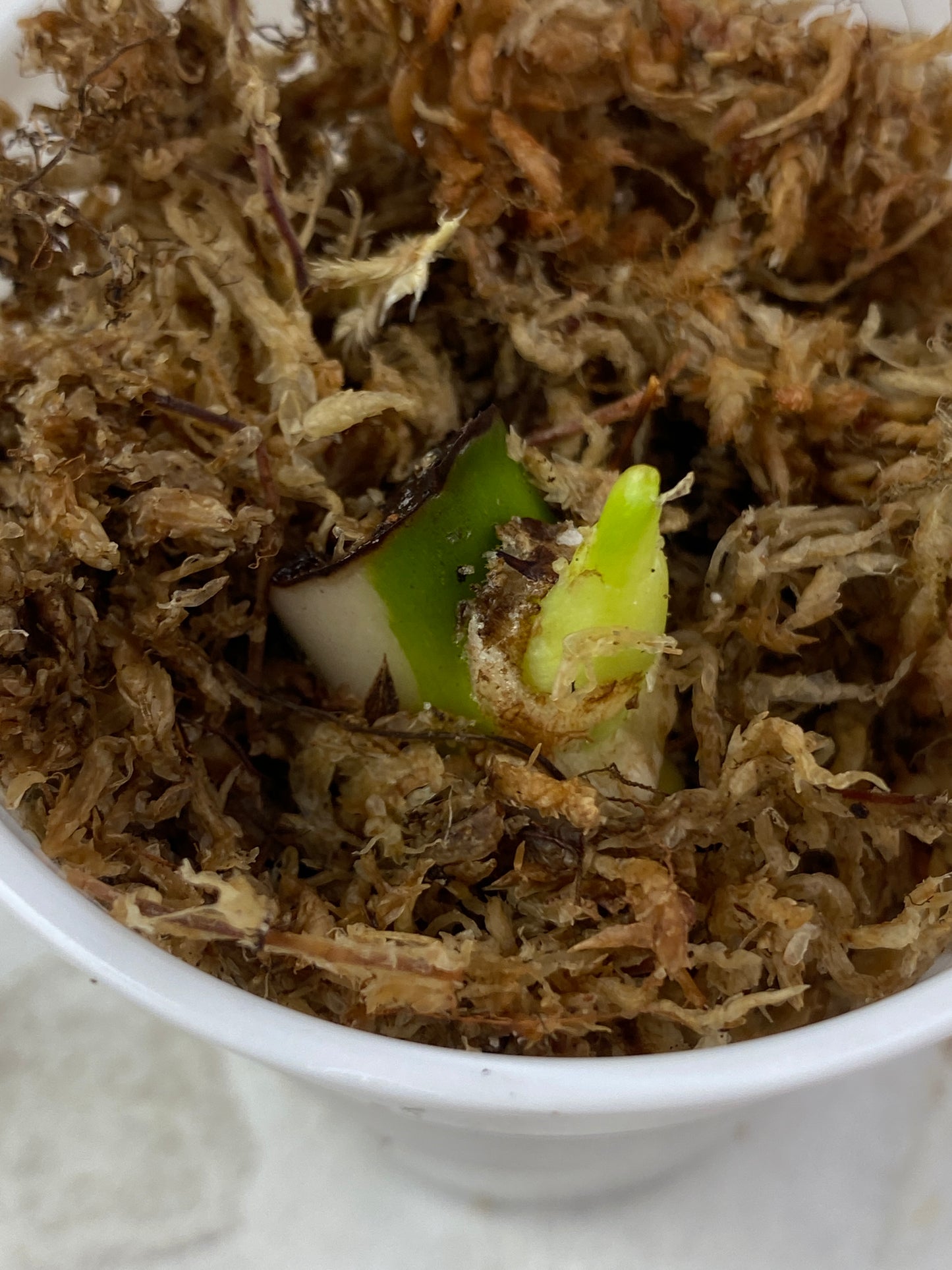 Philodendron white wizard unrooted sprout