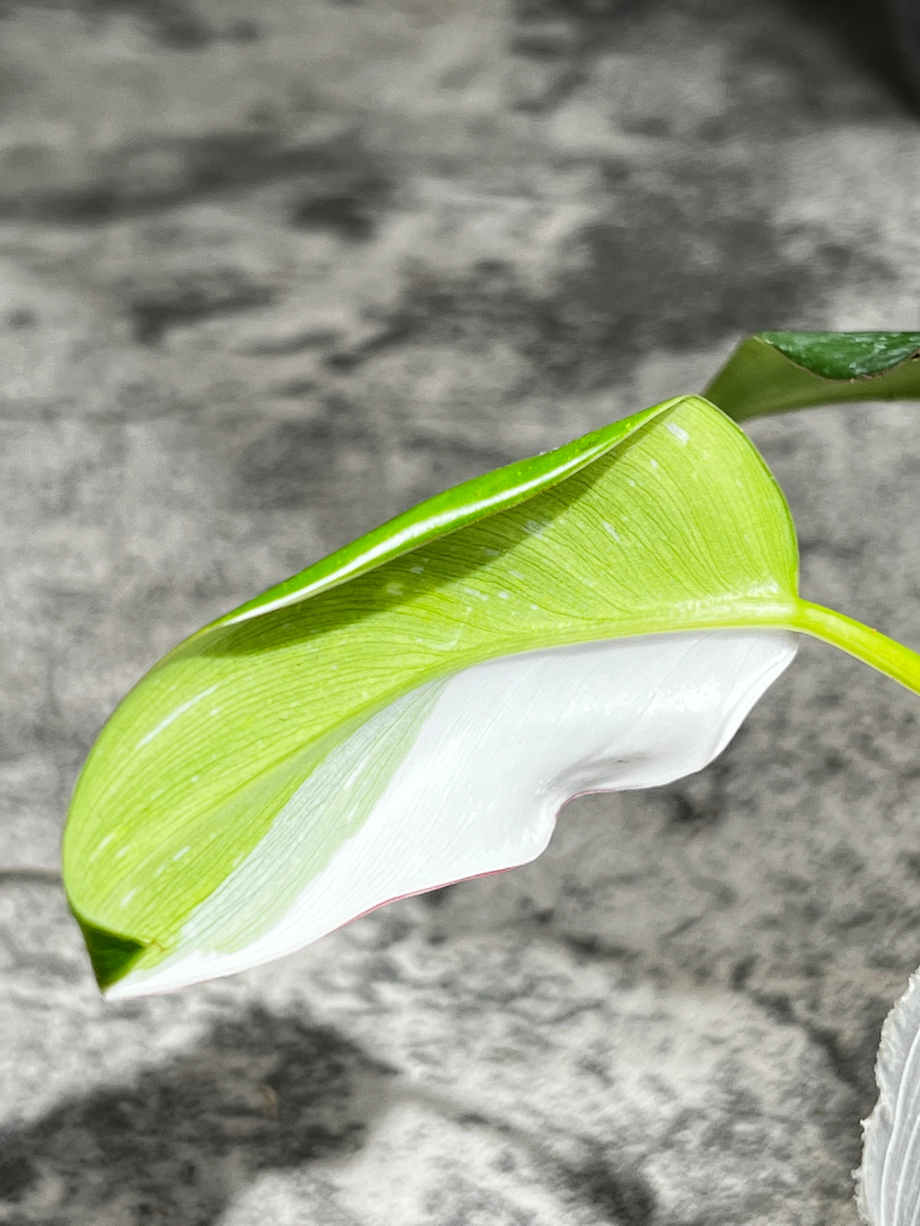 Philodendron white princess slightly rooted  2 leaves  1 sprout half moon top cutting