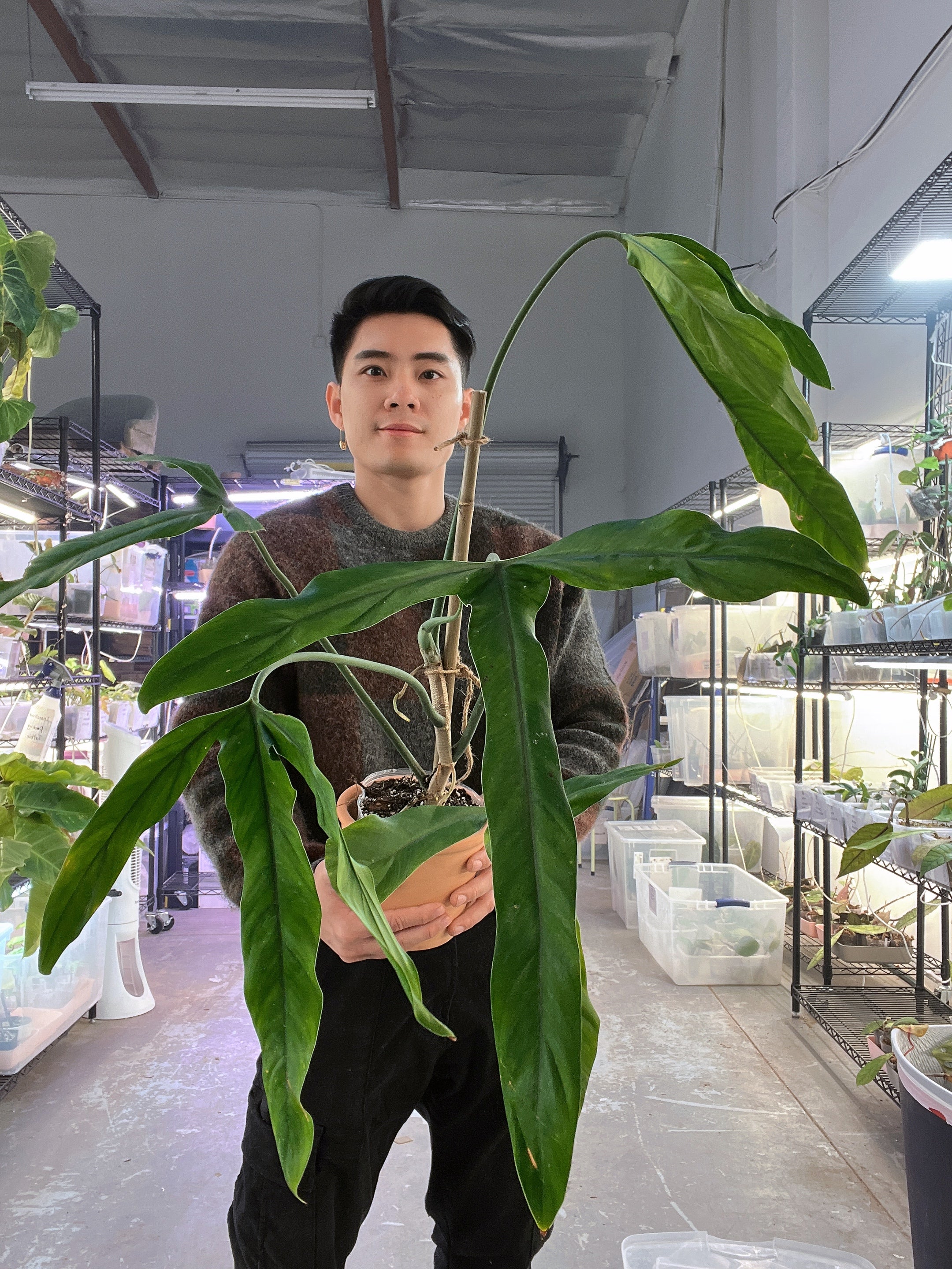 Philodendron Holtonianum cutting with 1 leaf and 1 sprout rooted