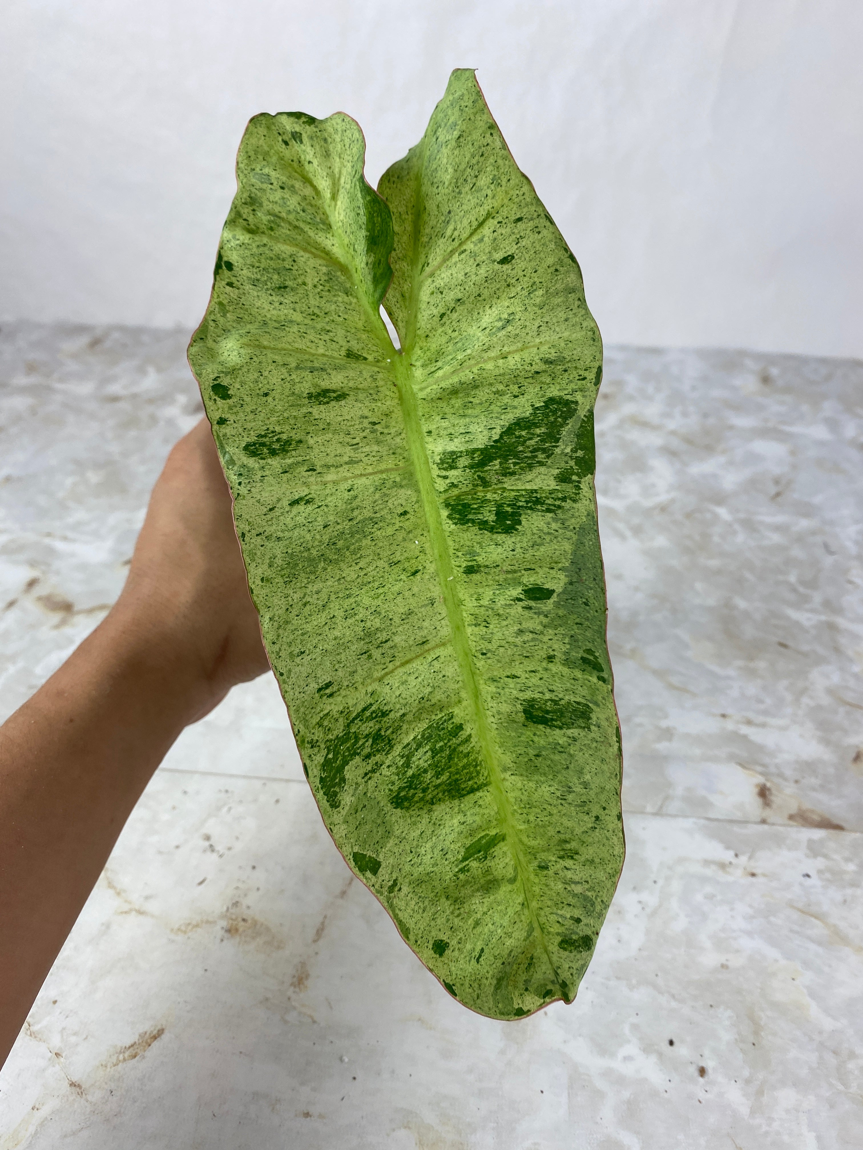 Philodendron paraiso verde rooted 1 leaf 1 sprout