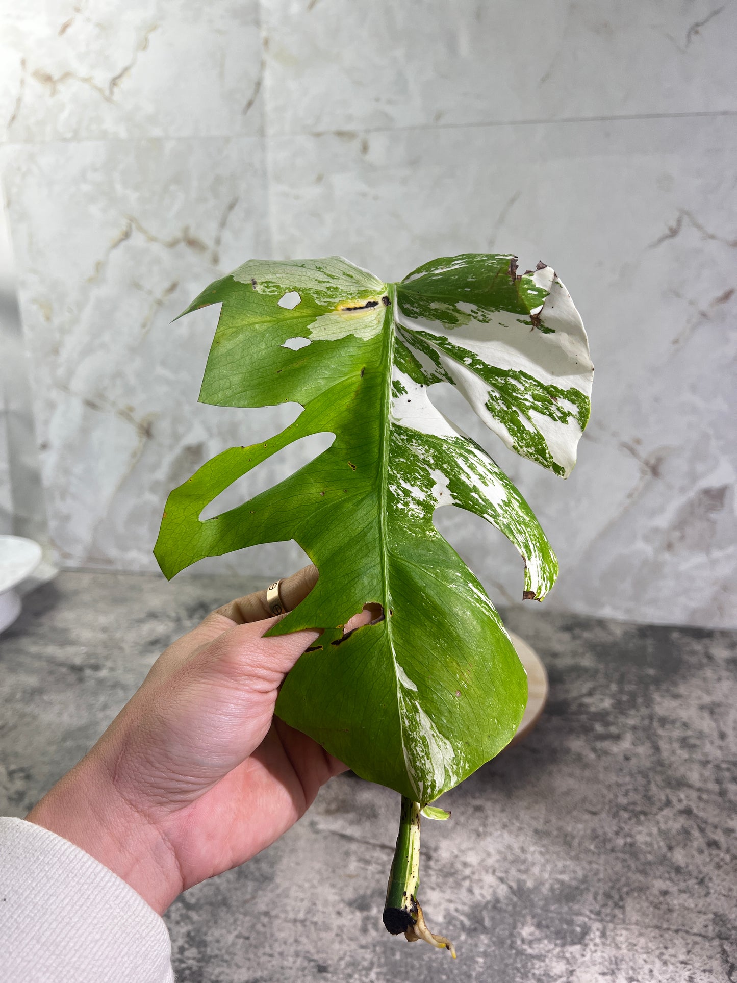 Monstera albo variegated rooting top cutting highly Variegated