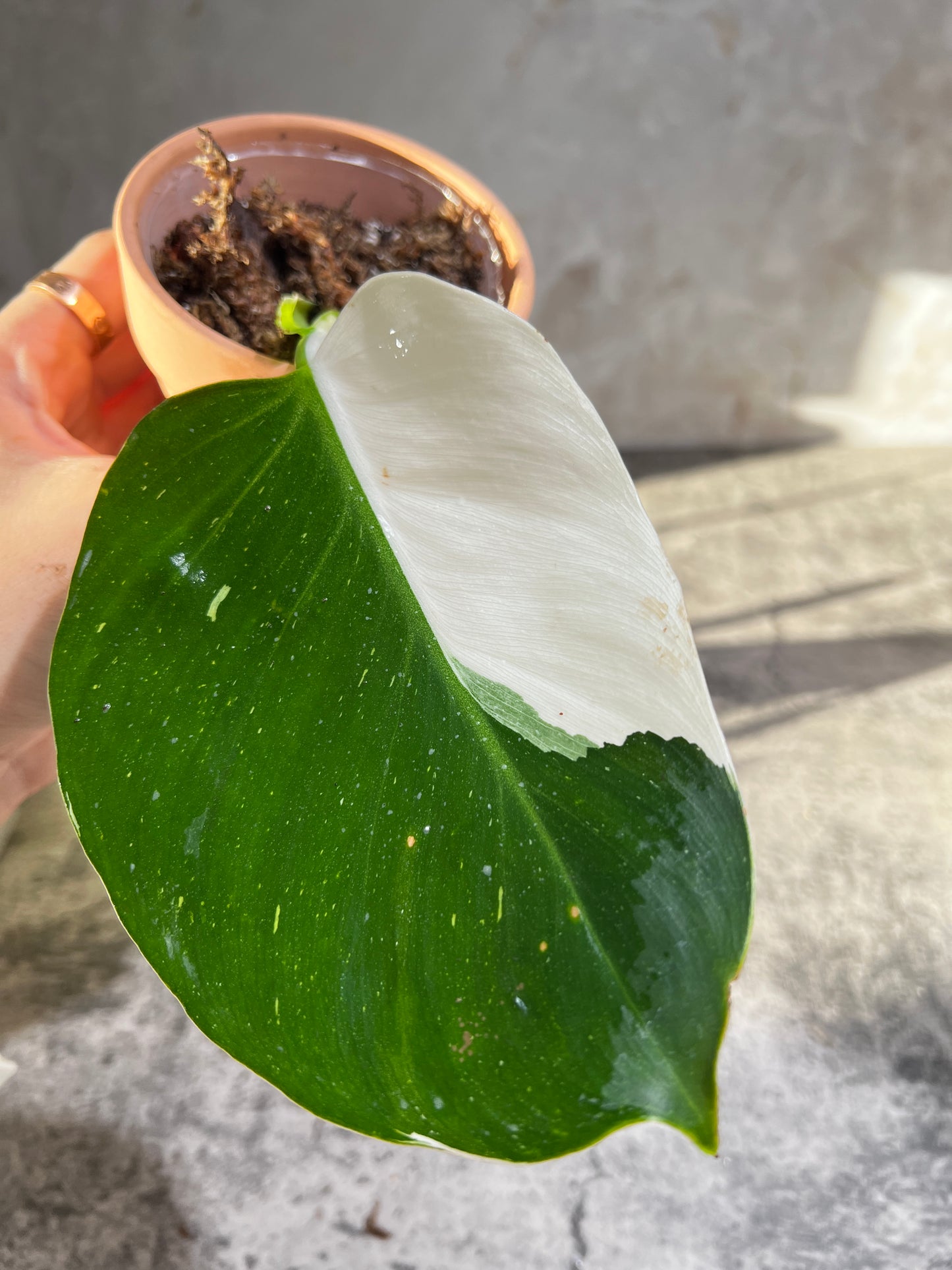 Philodendron white wizard rooting 1 leaf highly Variegated