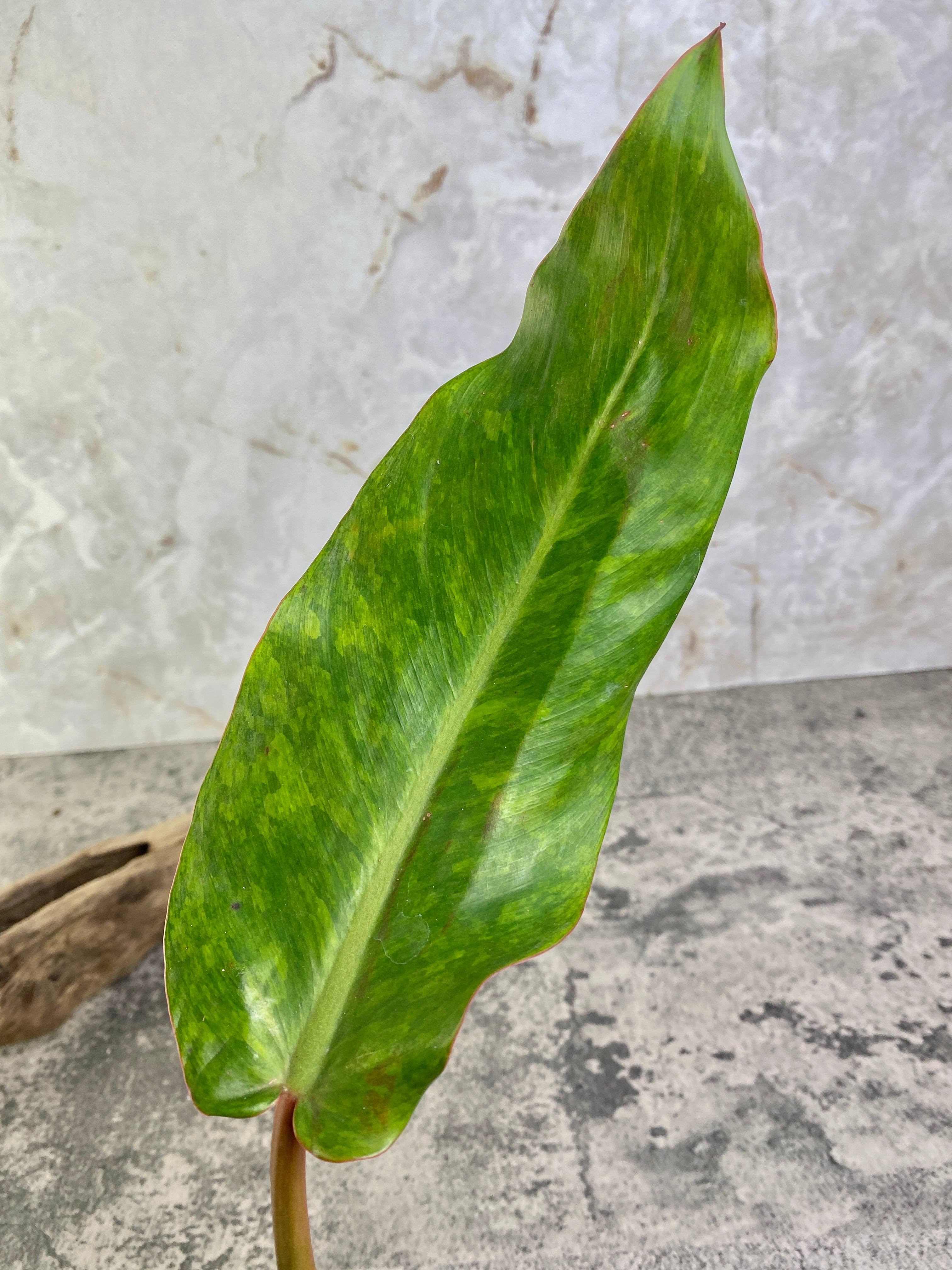 Grower Choice: Philodendron Orange Marmalade 1 leaf 1 growing bud Slightly Rooted