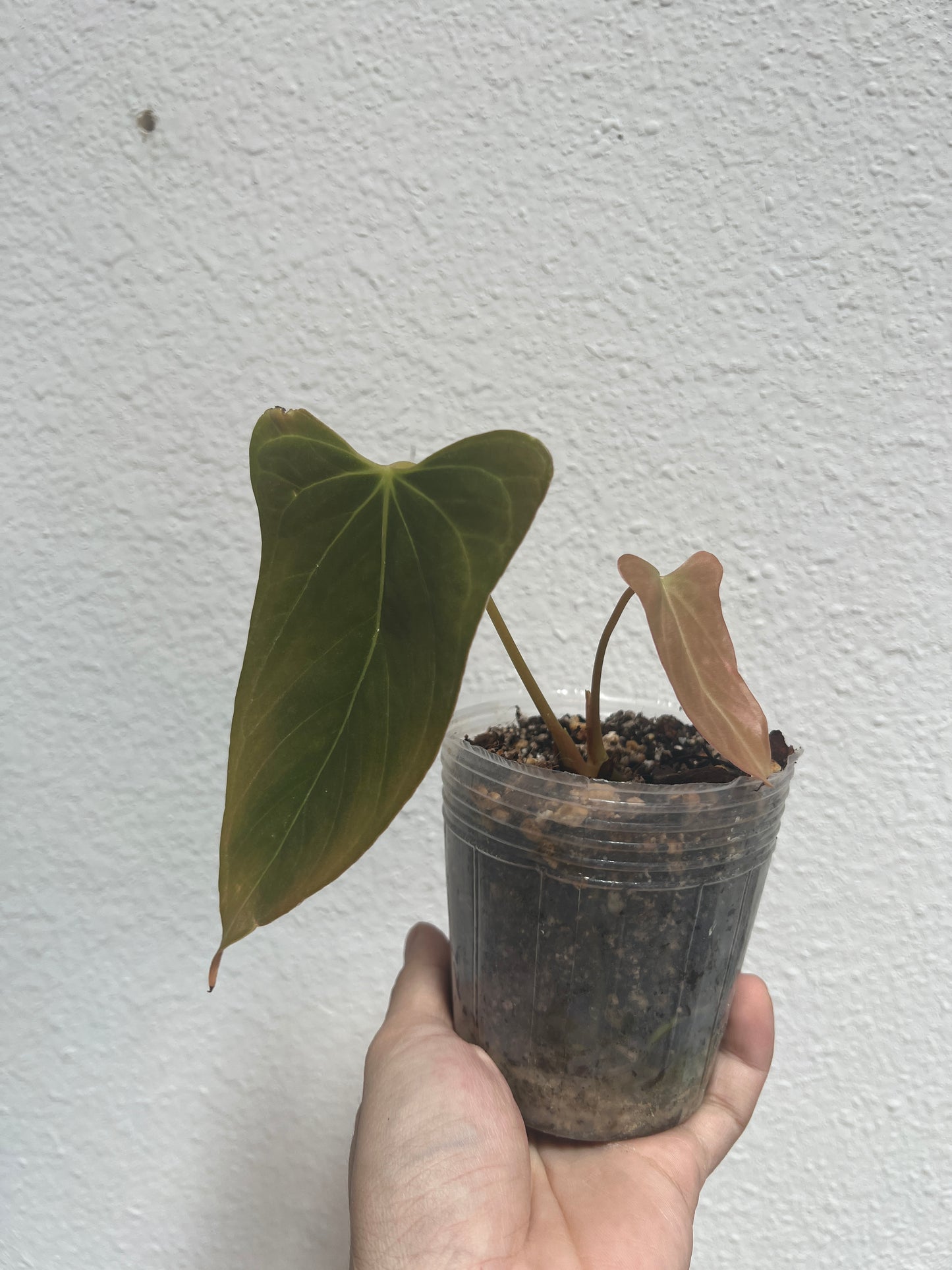 Anthurium Portillae Rooted