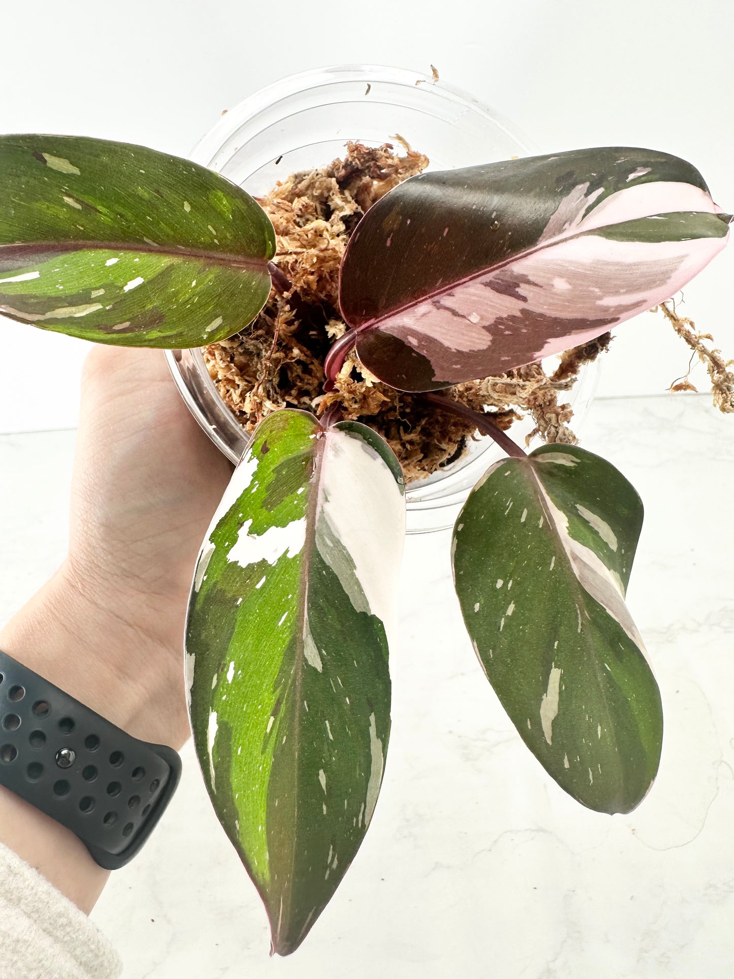 Philodendron red Anderson slightly rooted 4l highly Variegated