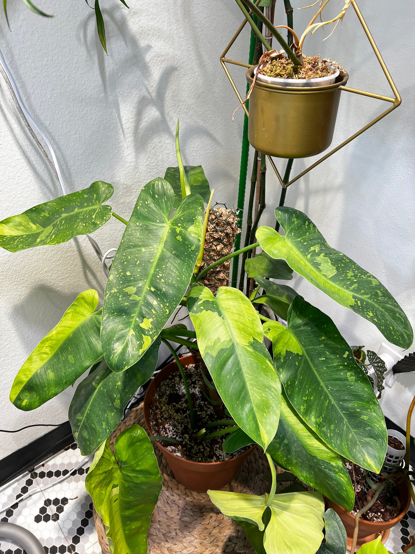 Philodendron jose buono rooted sprout from highly Variegated mother plant
