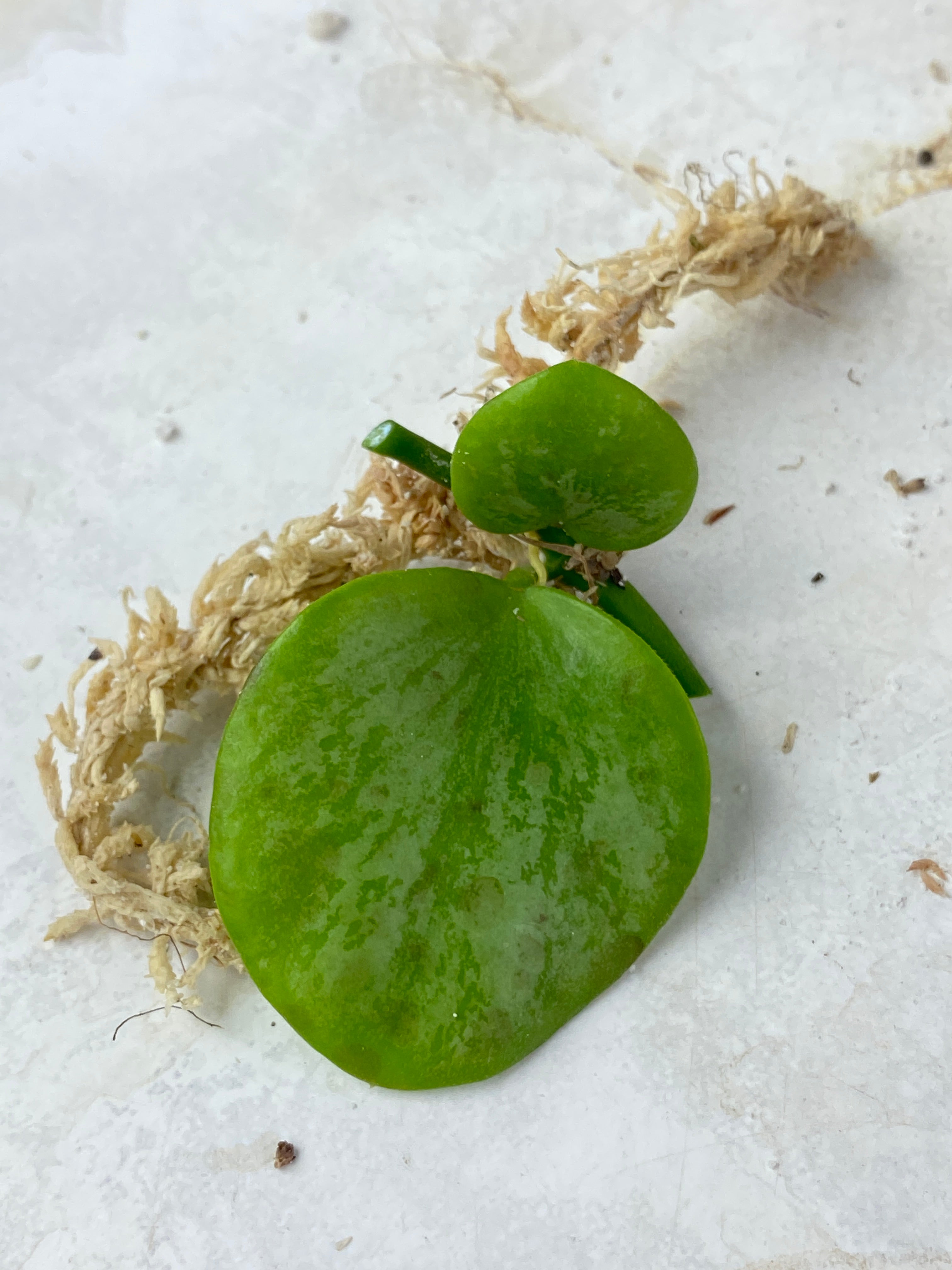 Not for sale: Hoya biakensis super splash rooting cutting