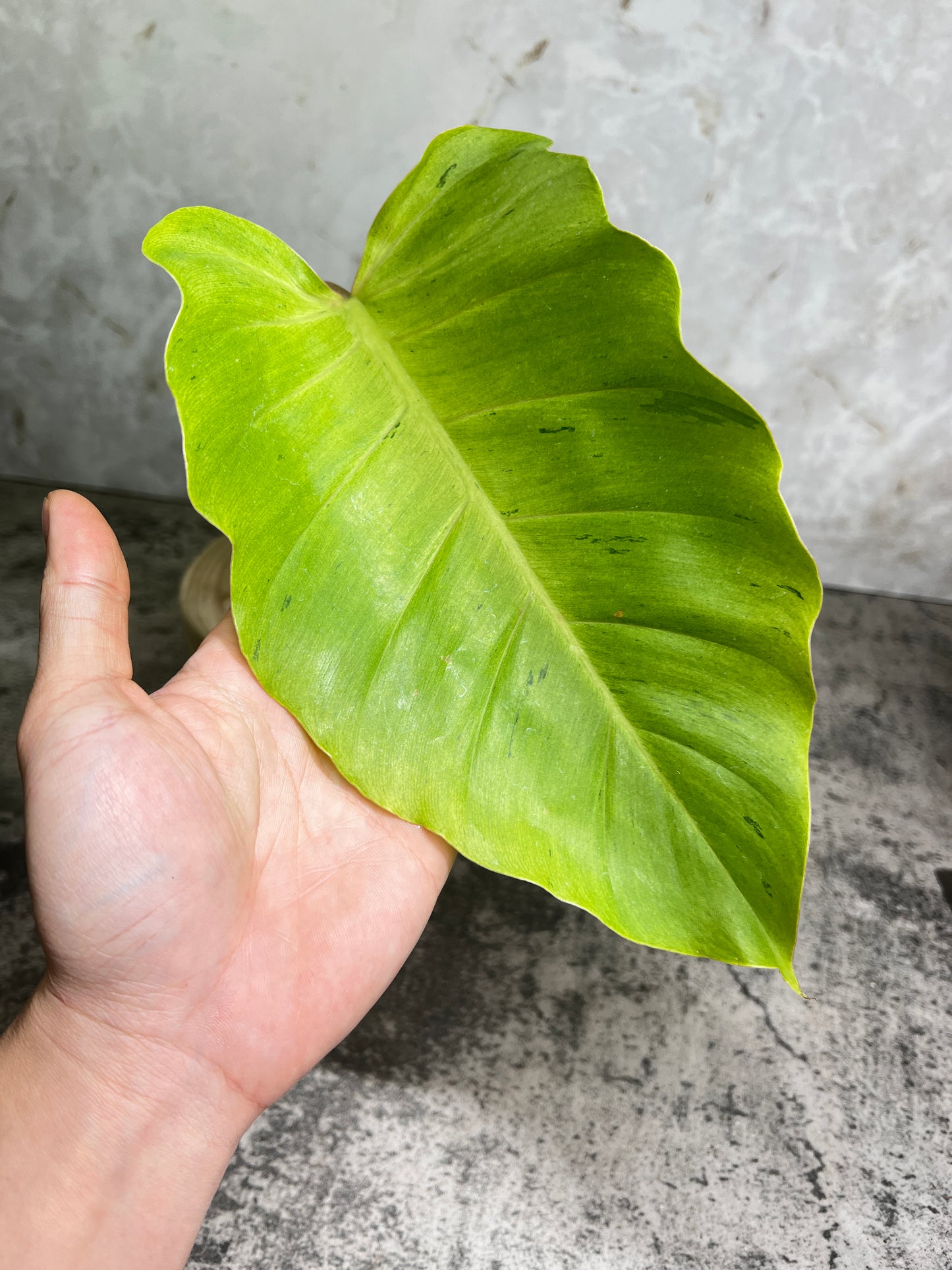 Philodendron snowdrifts rooting 1 leaf