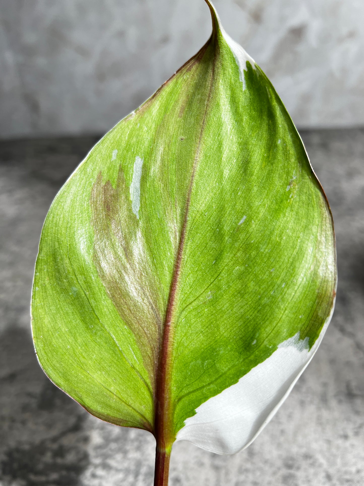 Philodendron white knight tricolor rooting 1 leaf