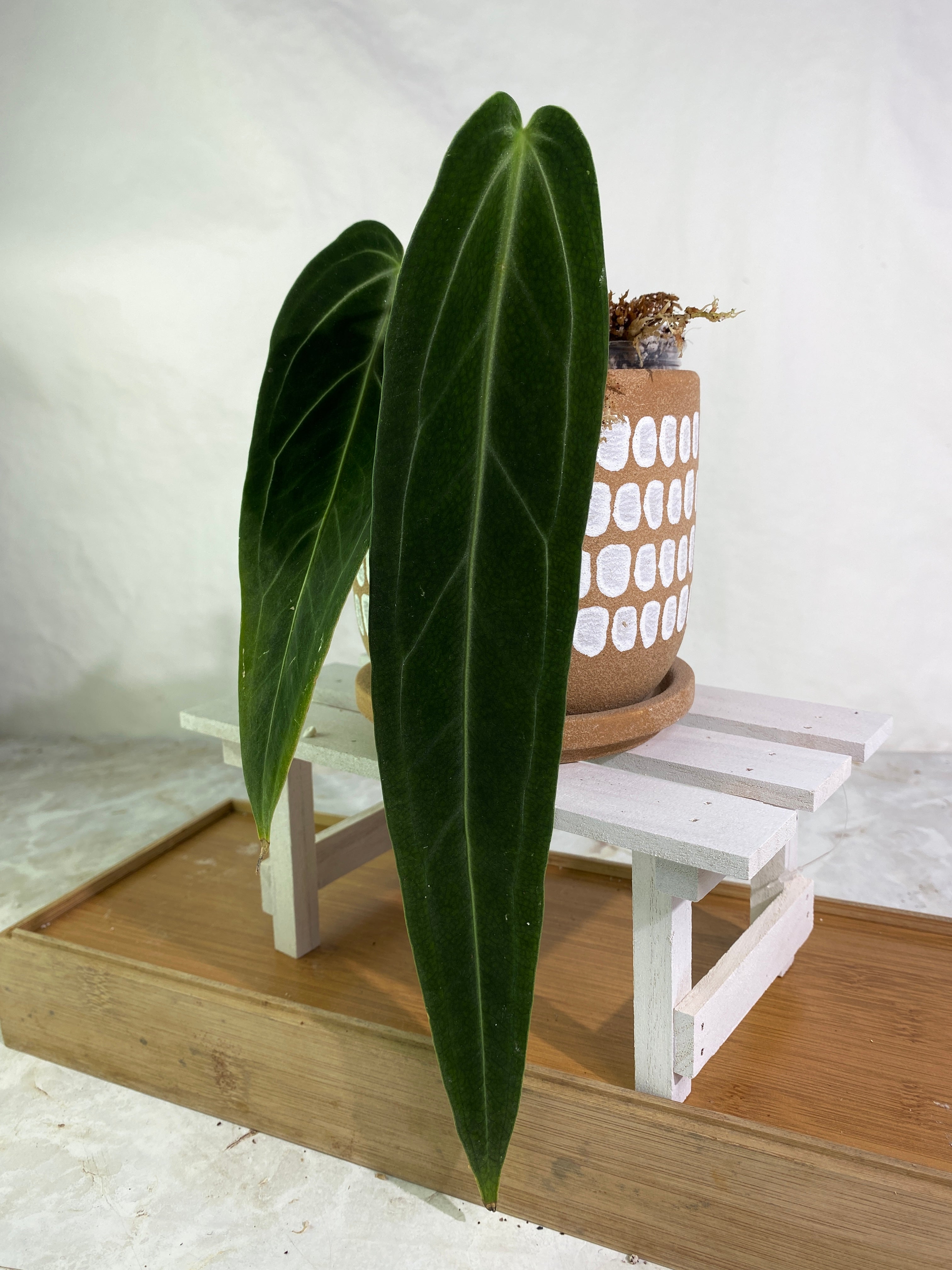 Anthurium warocqueanum dark and narrow form