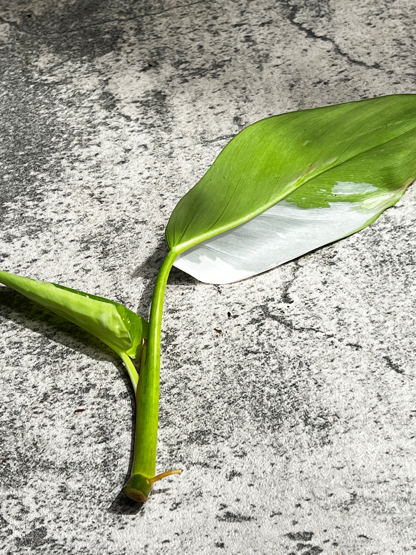 Philodendron white princess rooting 2 leaves top cutting