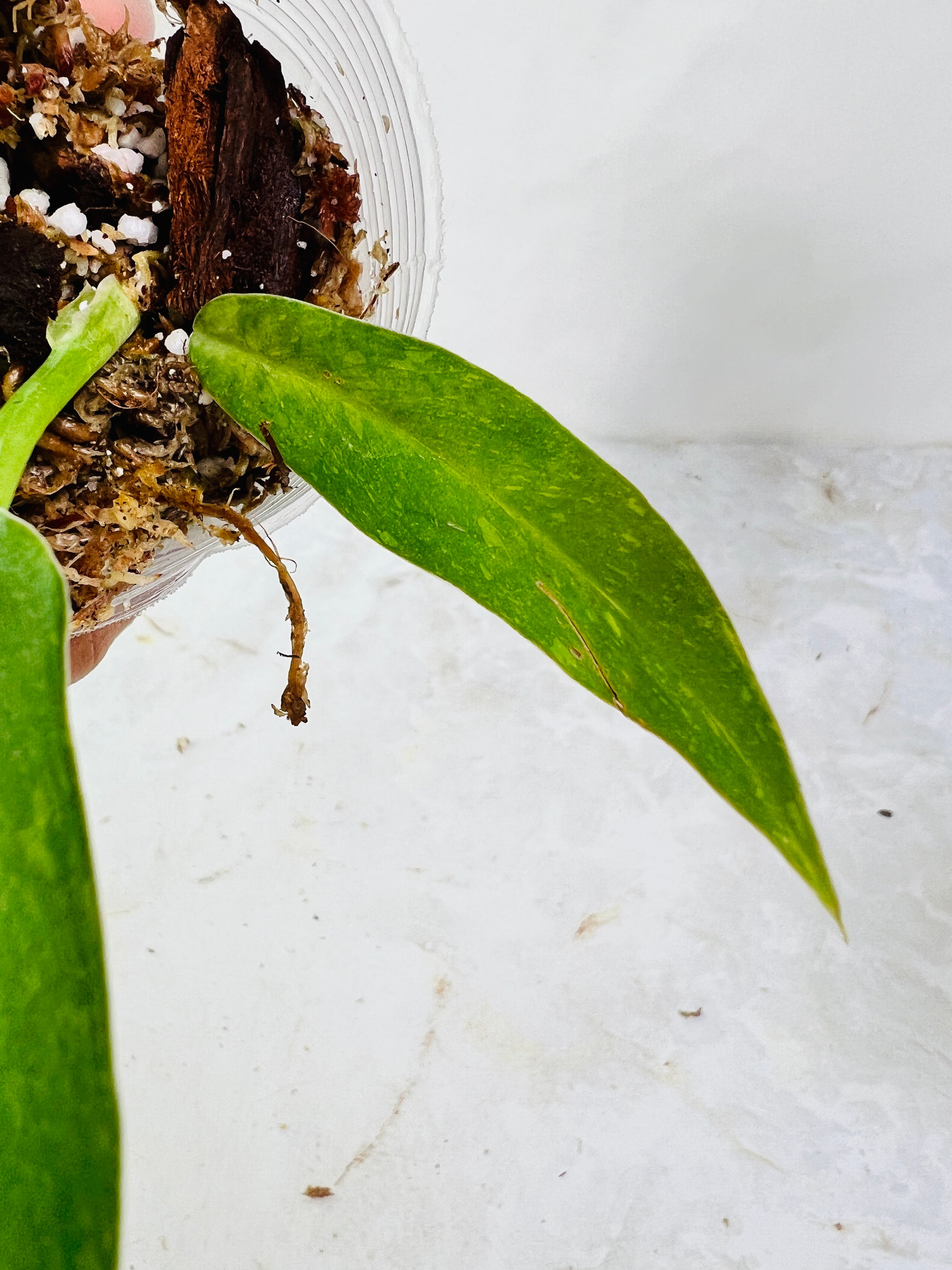 Philodendron ring of fire slightly rooted  3 leaves multiple nodes