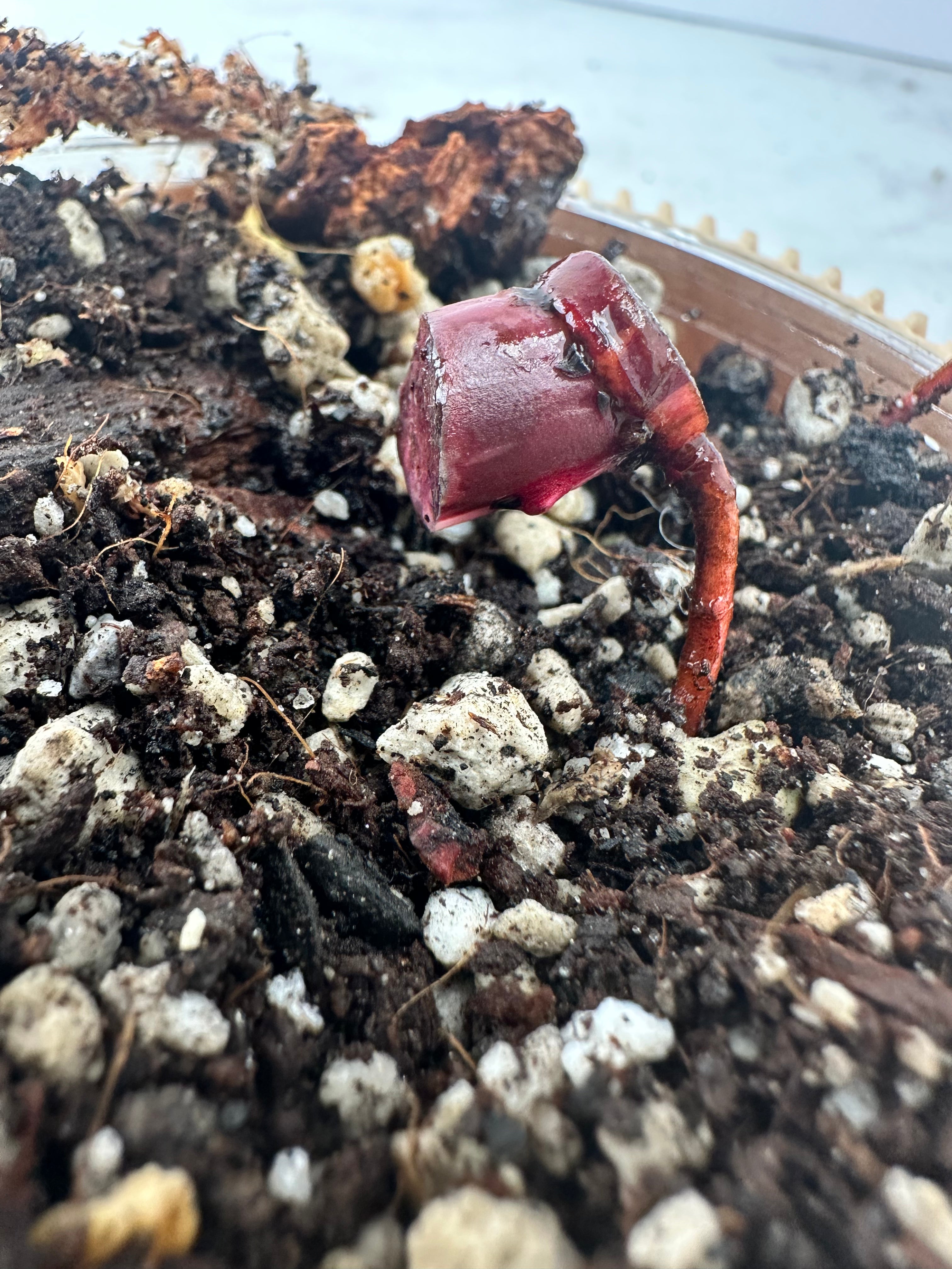 Philodendron red Anderson slightly rooted node 1 sprout