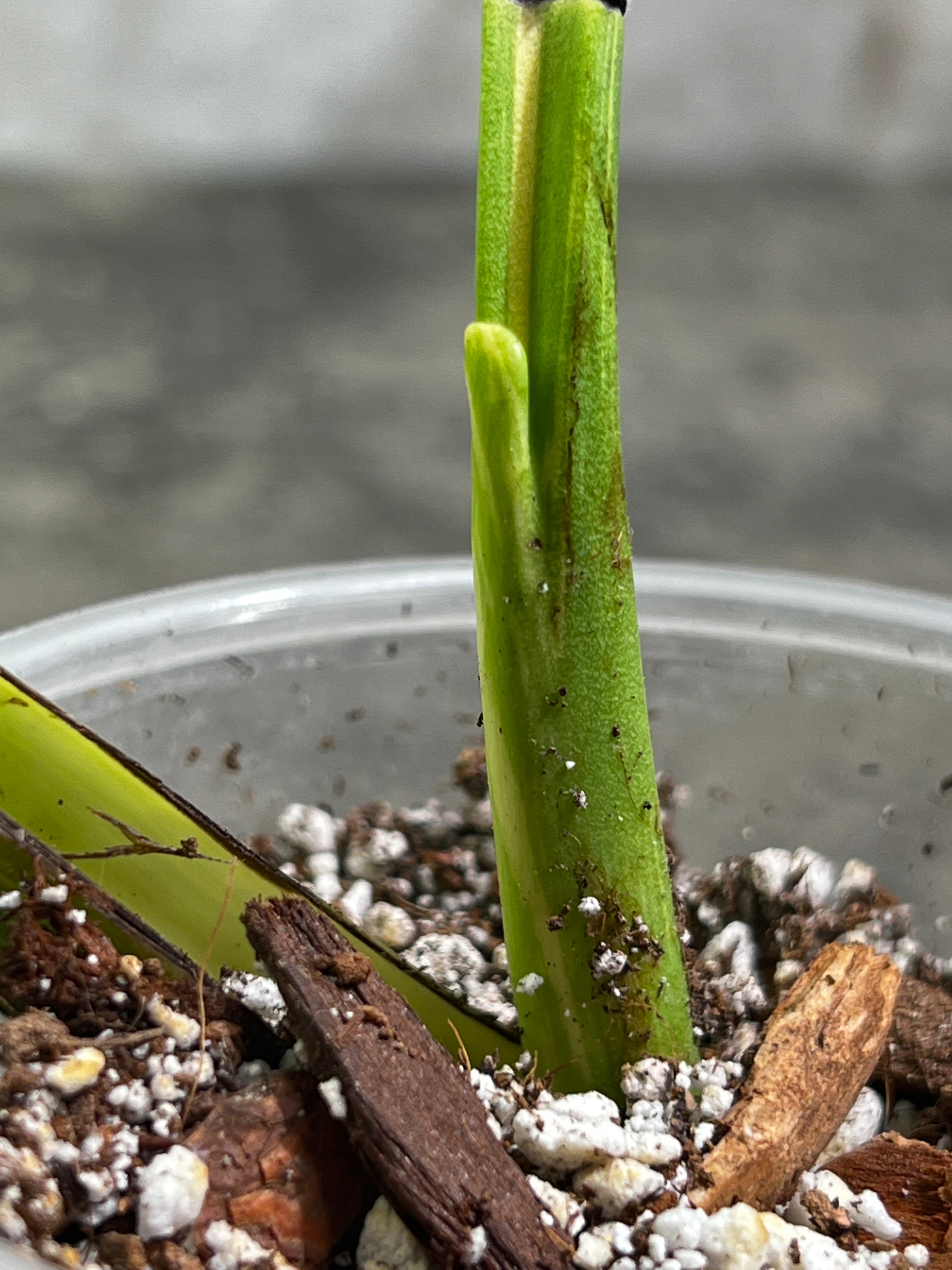 Monstera Thai Constellation Slightly Rooted in soil 1 Highly Variegated  leaf 1 sprout Top Cutting