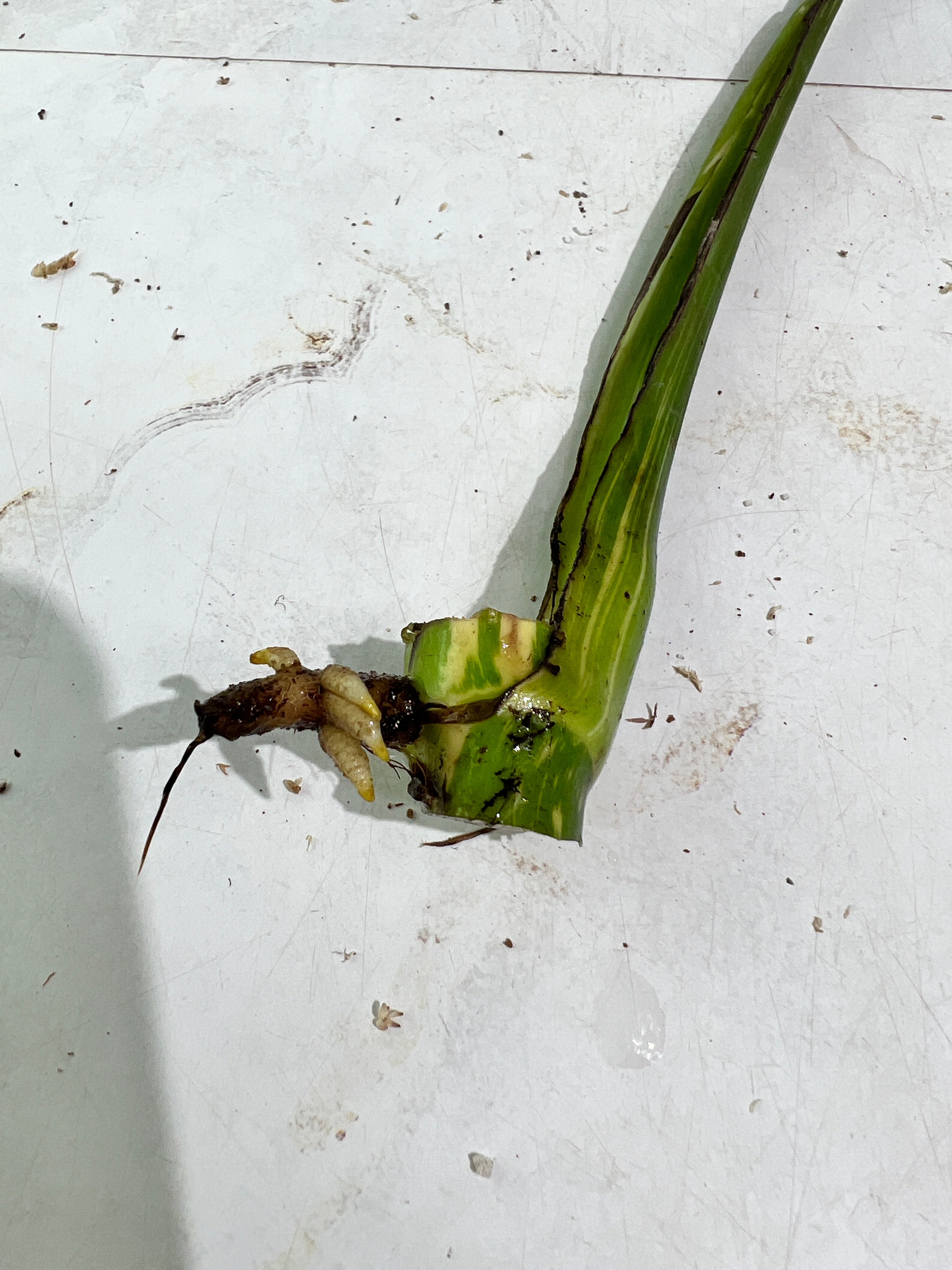 Monstera Thai Constellations rooting cutting