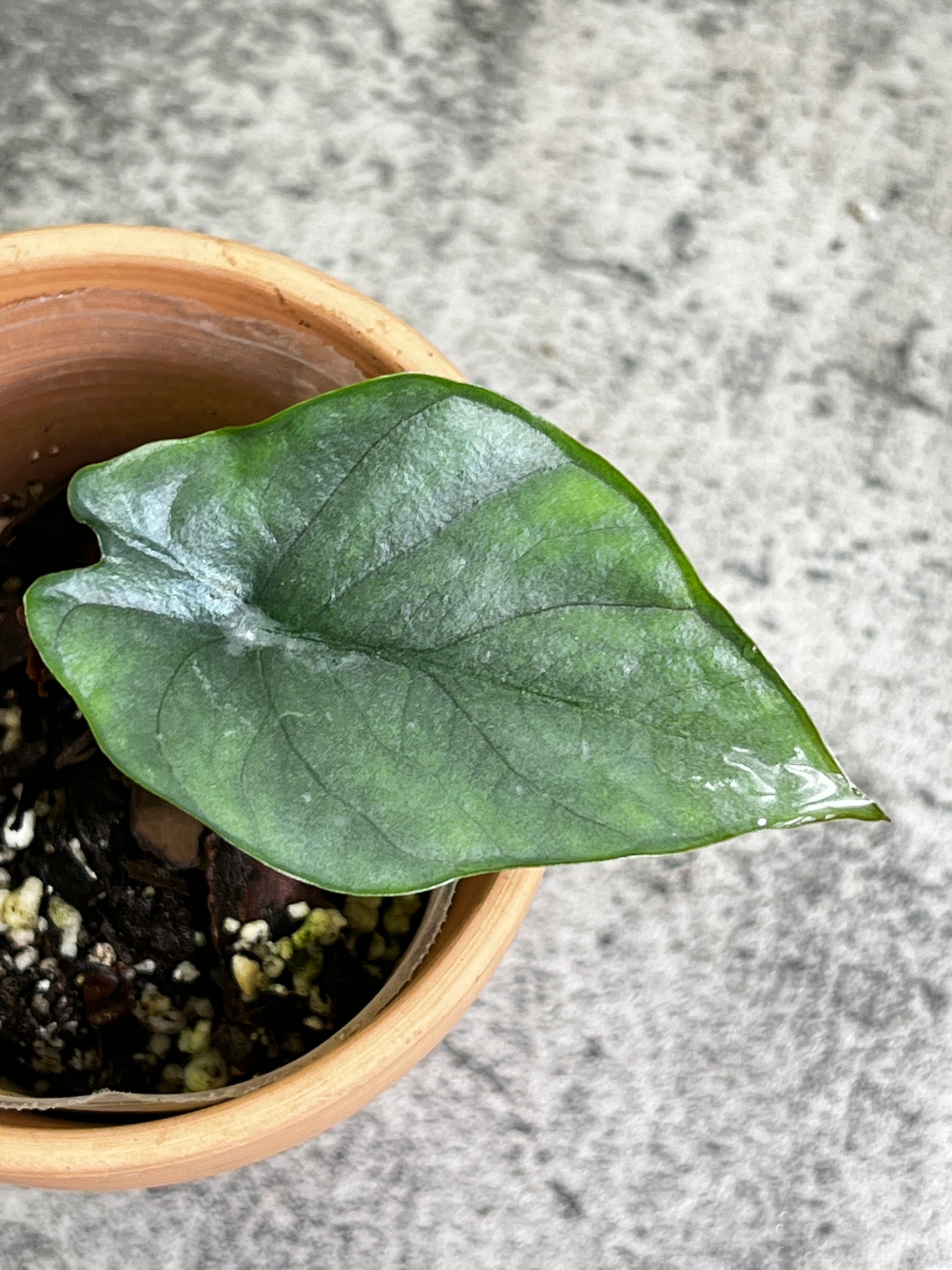 alocasia nebula imperialis rooted 1 leaf 1 sprout