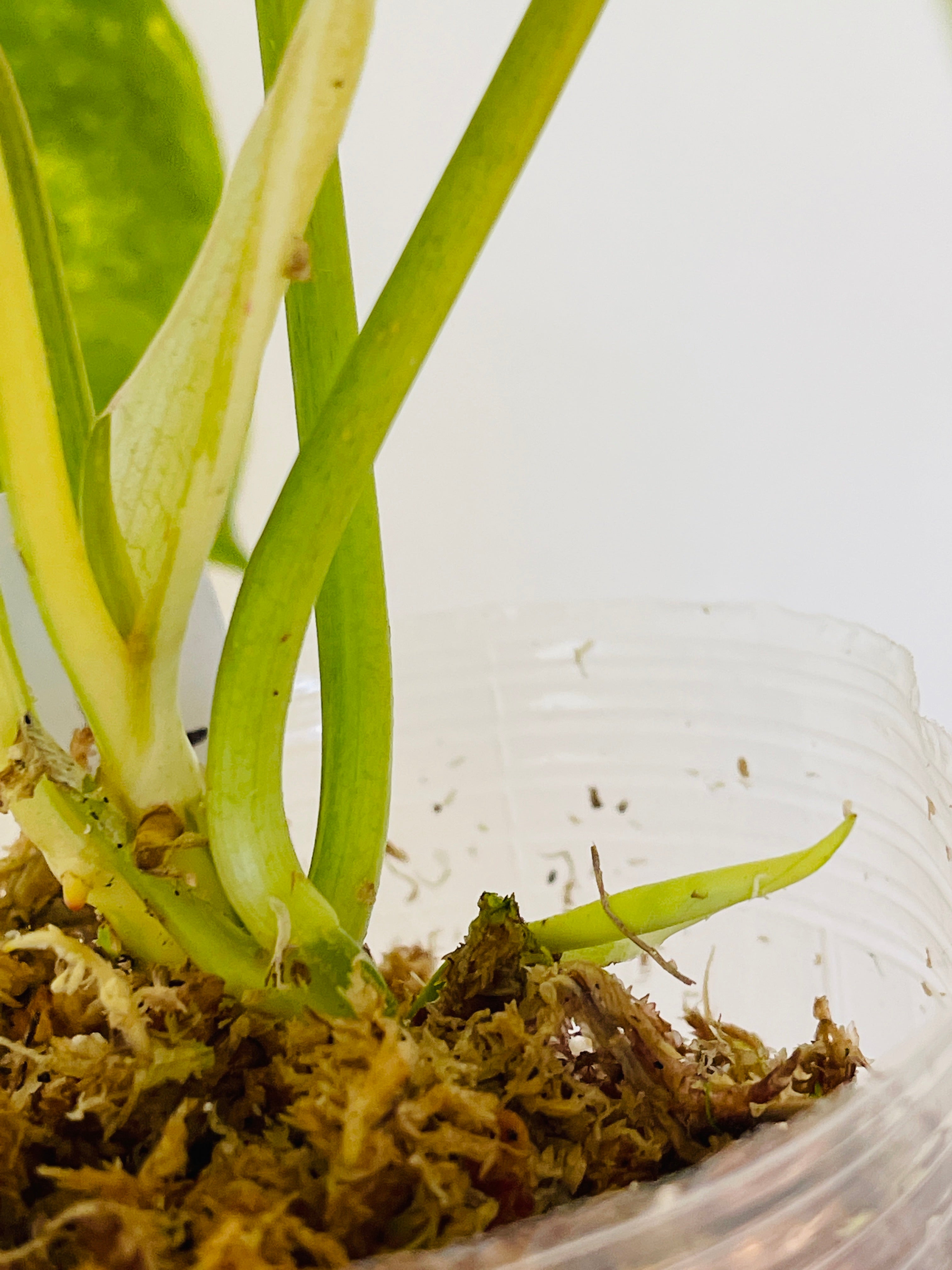 Philodendron Burle Marx Variegated 5 leaves and 4 new leaves in furling