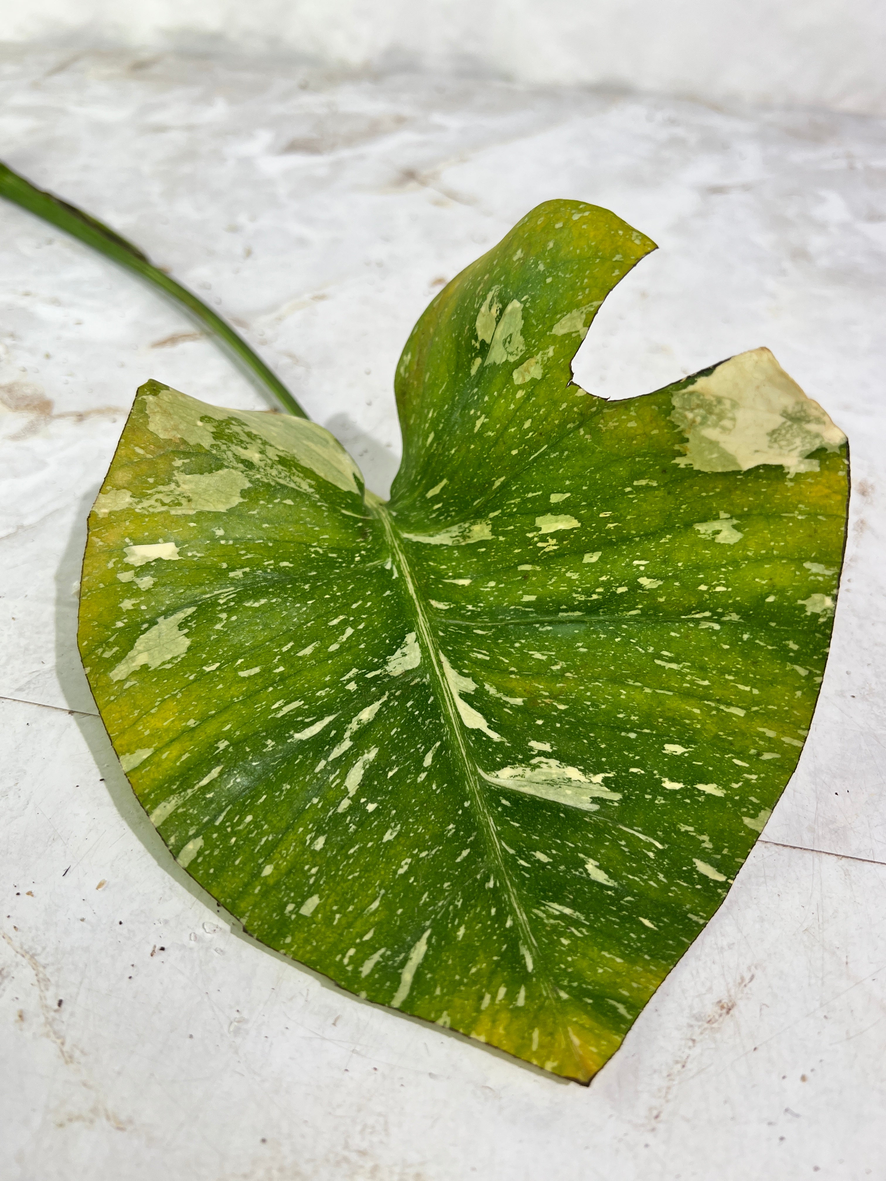 Monstera Thai Constellations rooting cutting