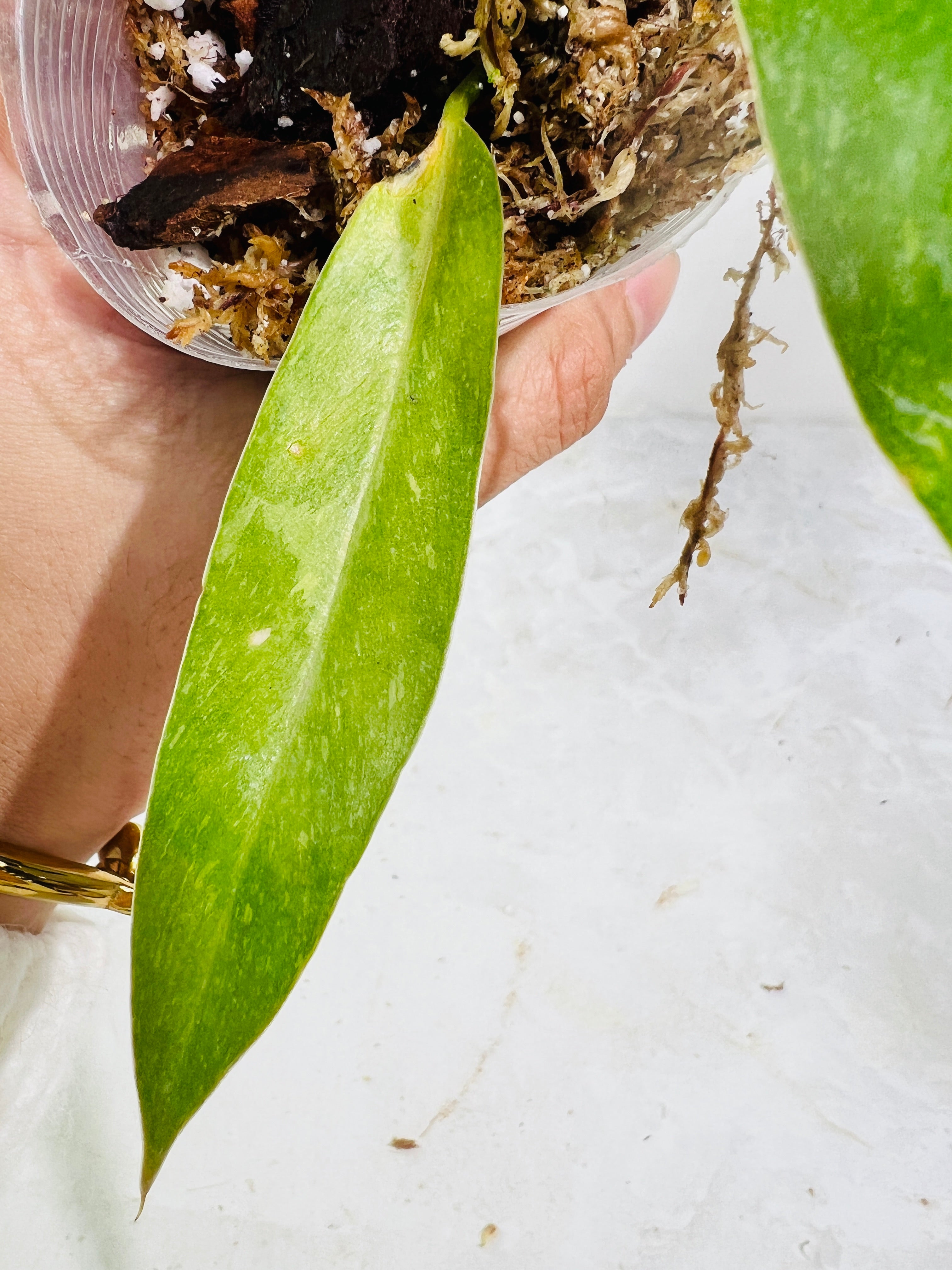 Philodendron ring of fire slightly rooted  3 leaves multiple nodes