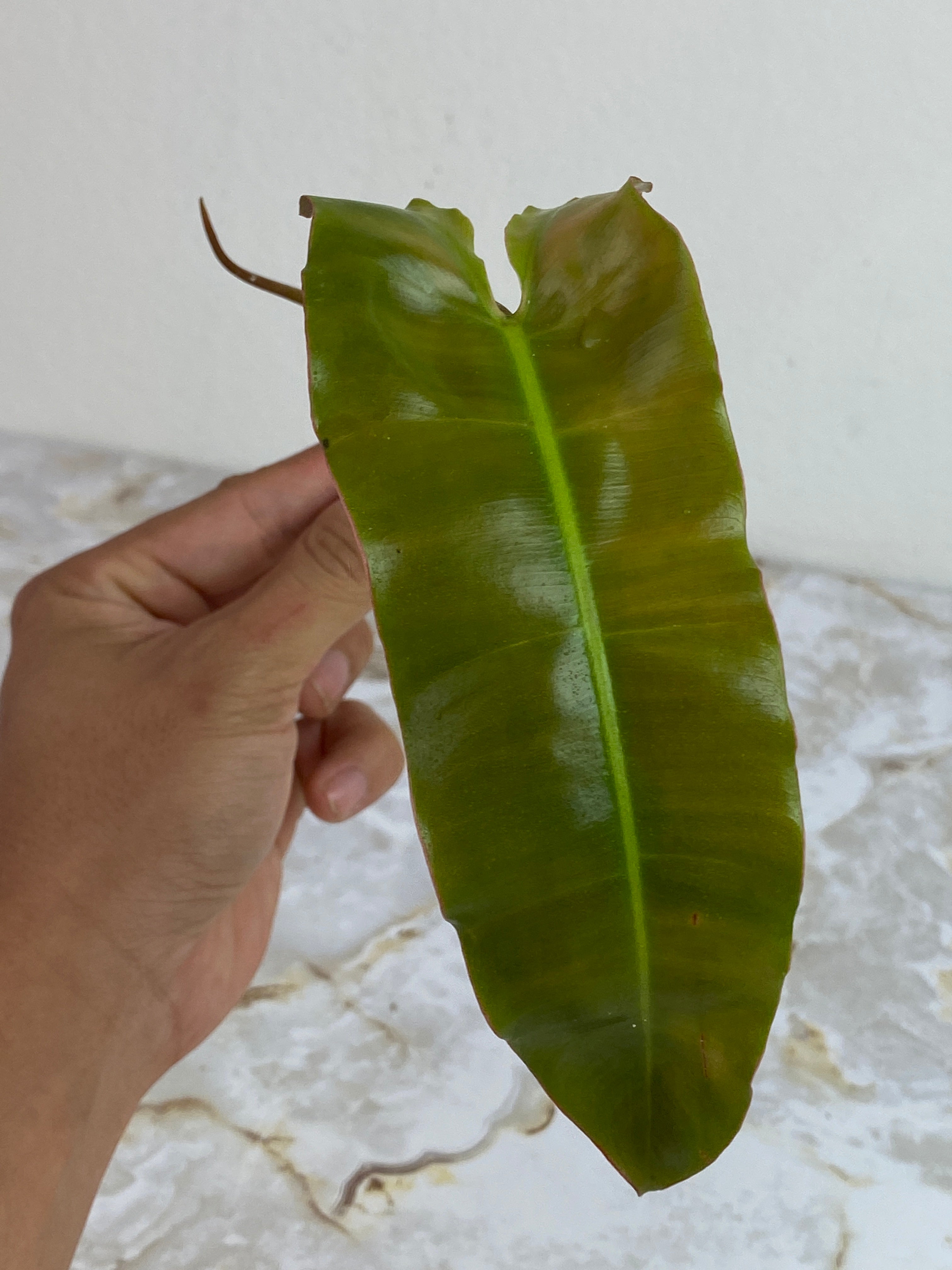 Private sale: Philodendron Ata x Billie