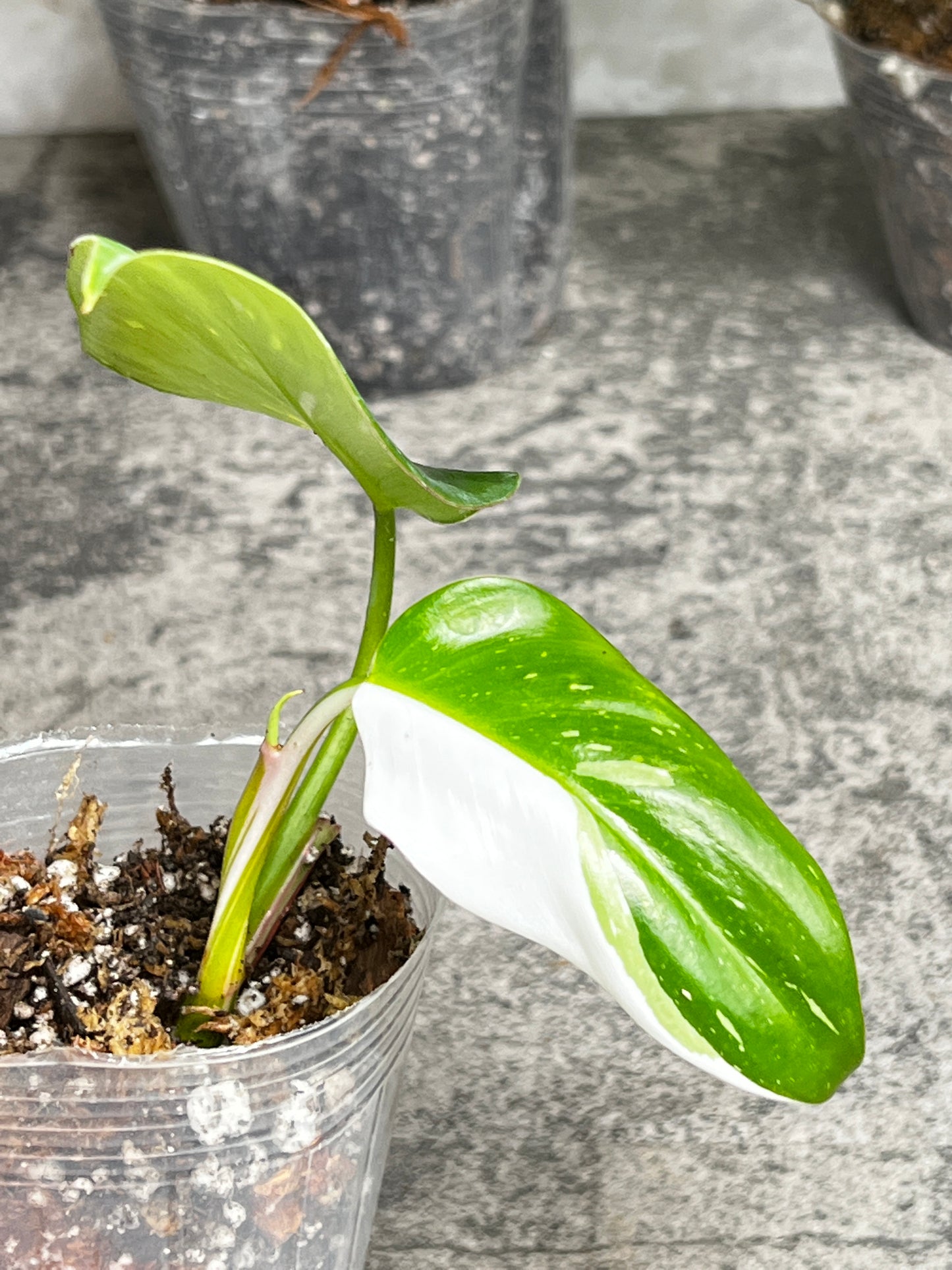 Philodendron white princess slightly rooted  2 leaves  1 sprout half moon top cutting