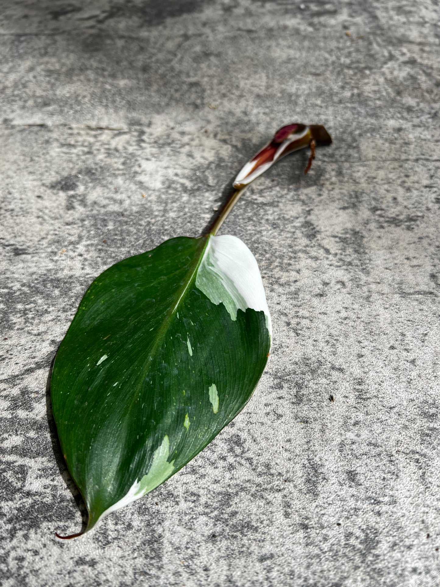 Philodendron white knight tricolor rooting 1 leaf
