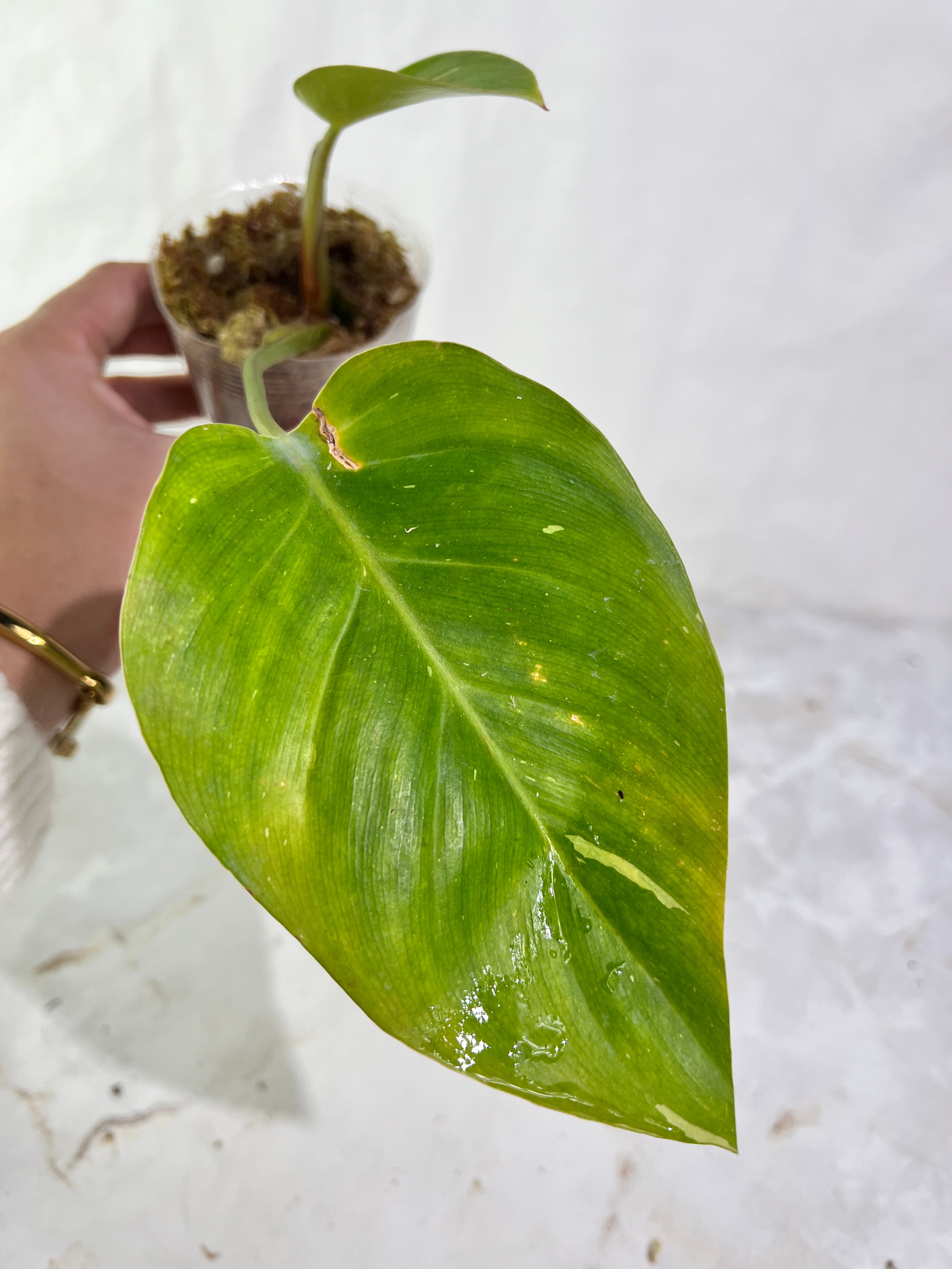 Philodendron white princess rooted  2 leaves 1 sprout