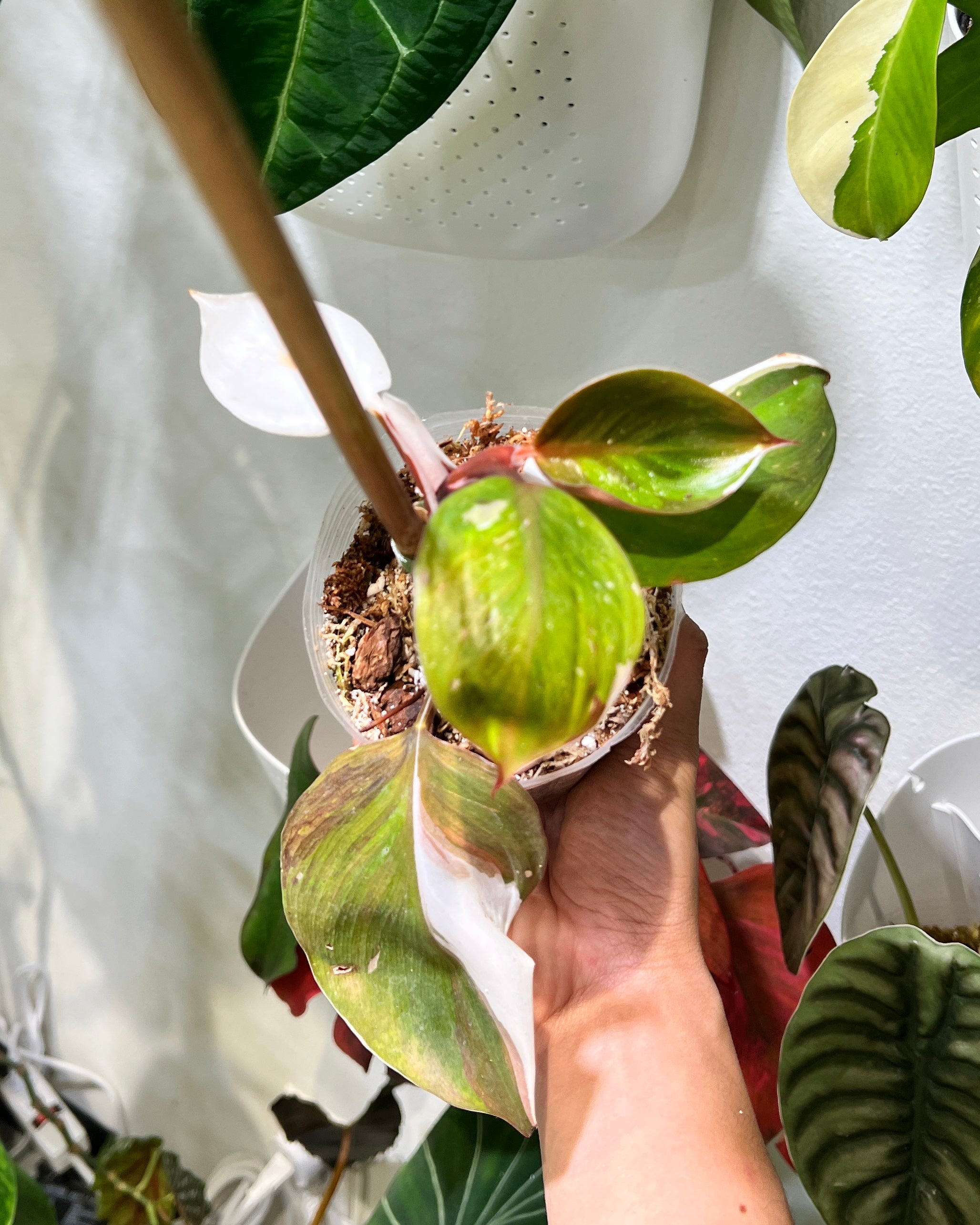 Philodendron white knight tricolor Rooted node 1 growing bud