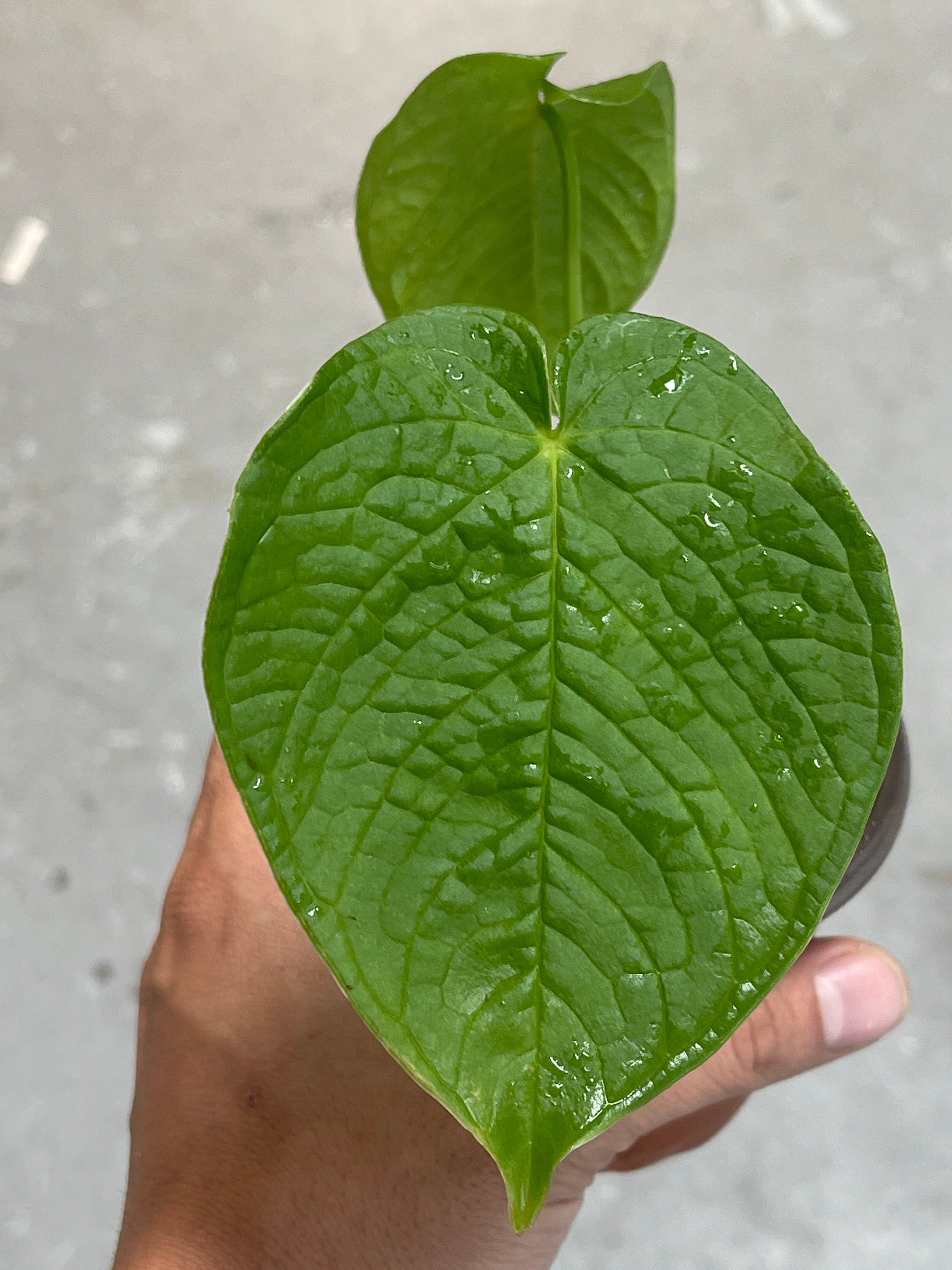 Anthurium Rugulosum rooted