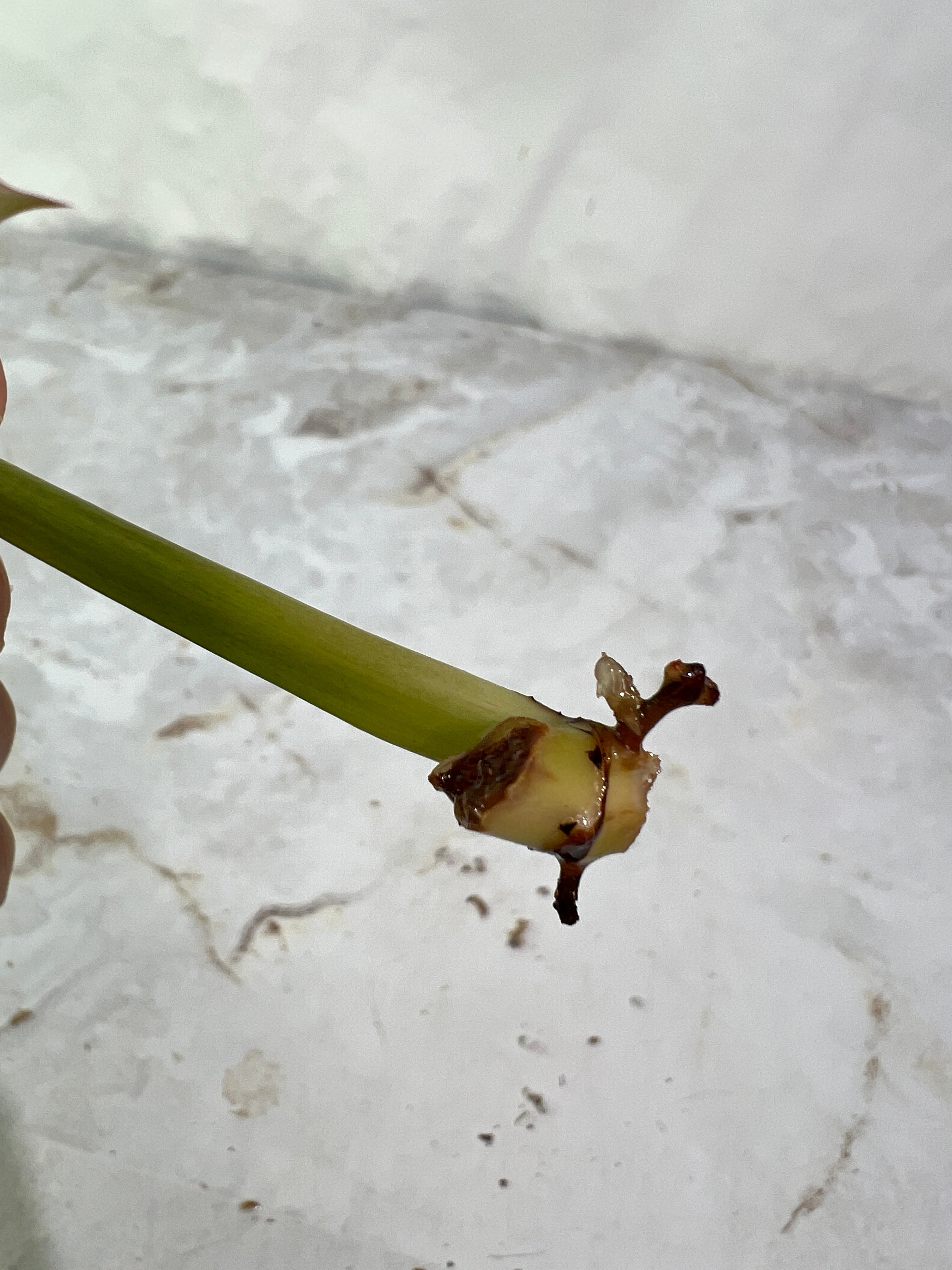 Philodendron ring of fire rooting 1 leaf 1 sprout