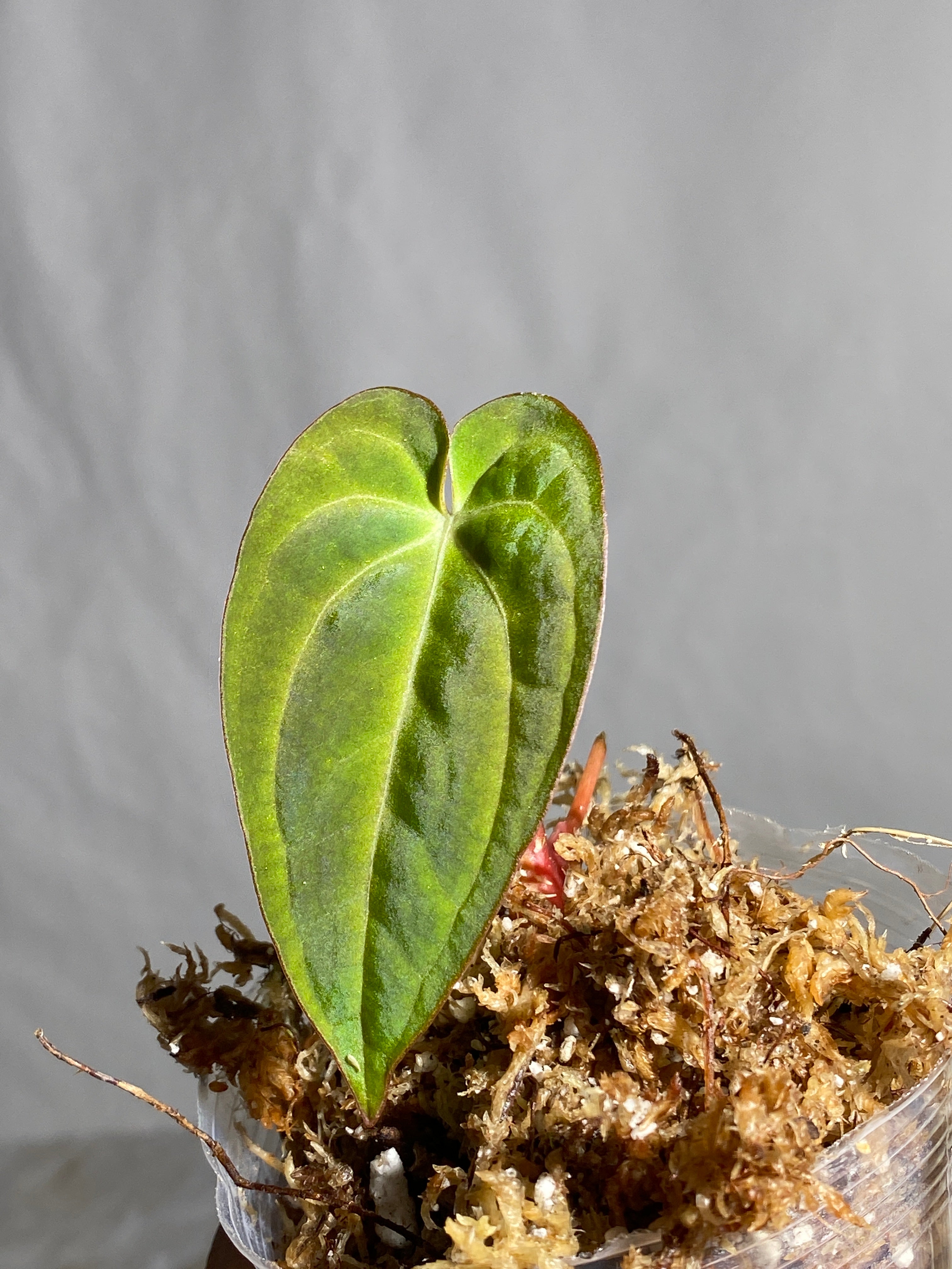 Anthurium Dark Phoenix slightly rooted