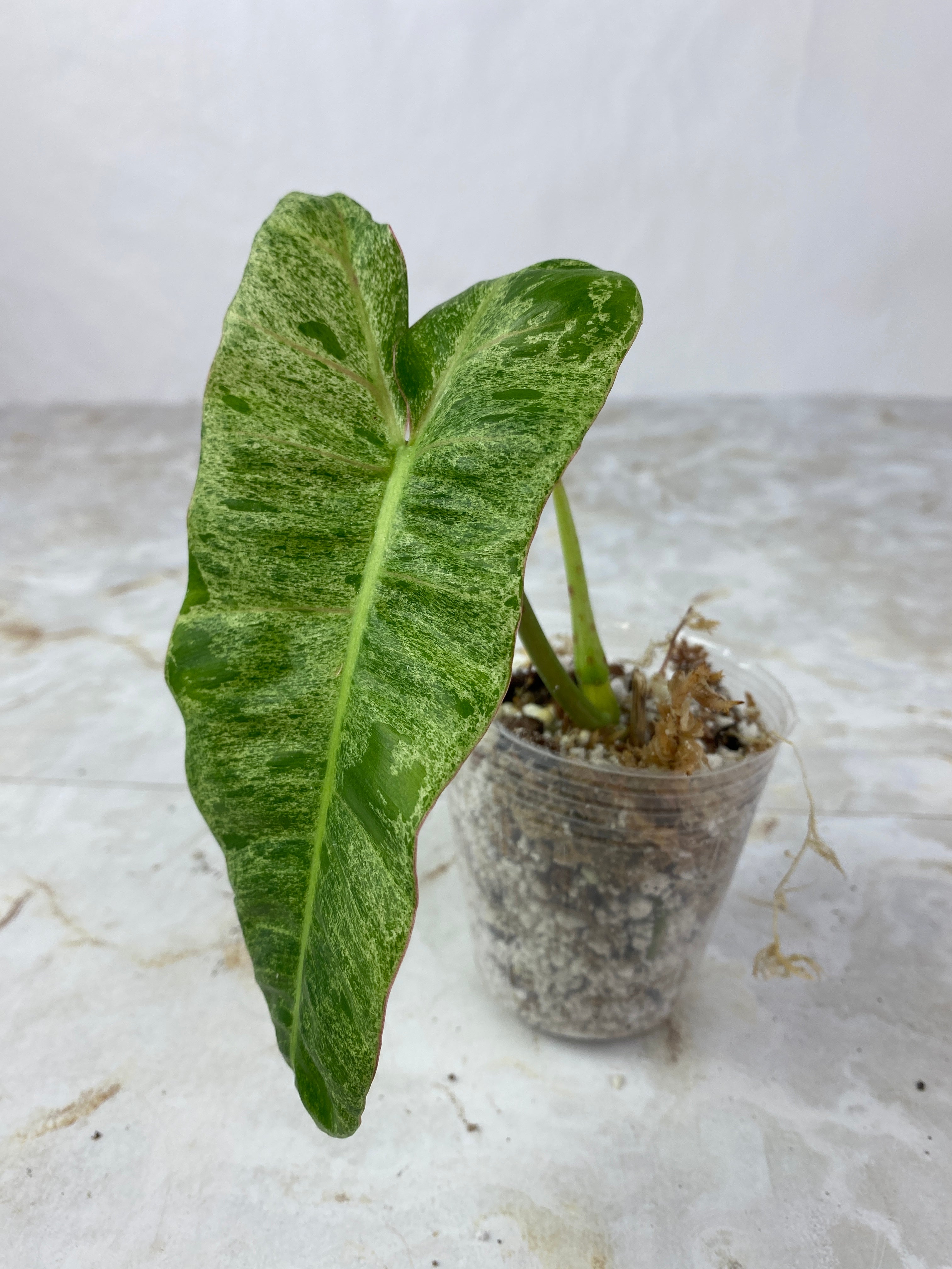 Philodendron paraiso verde 1 leaf 1 sprout rooted top cutting