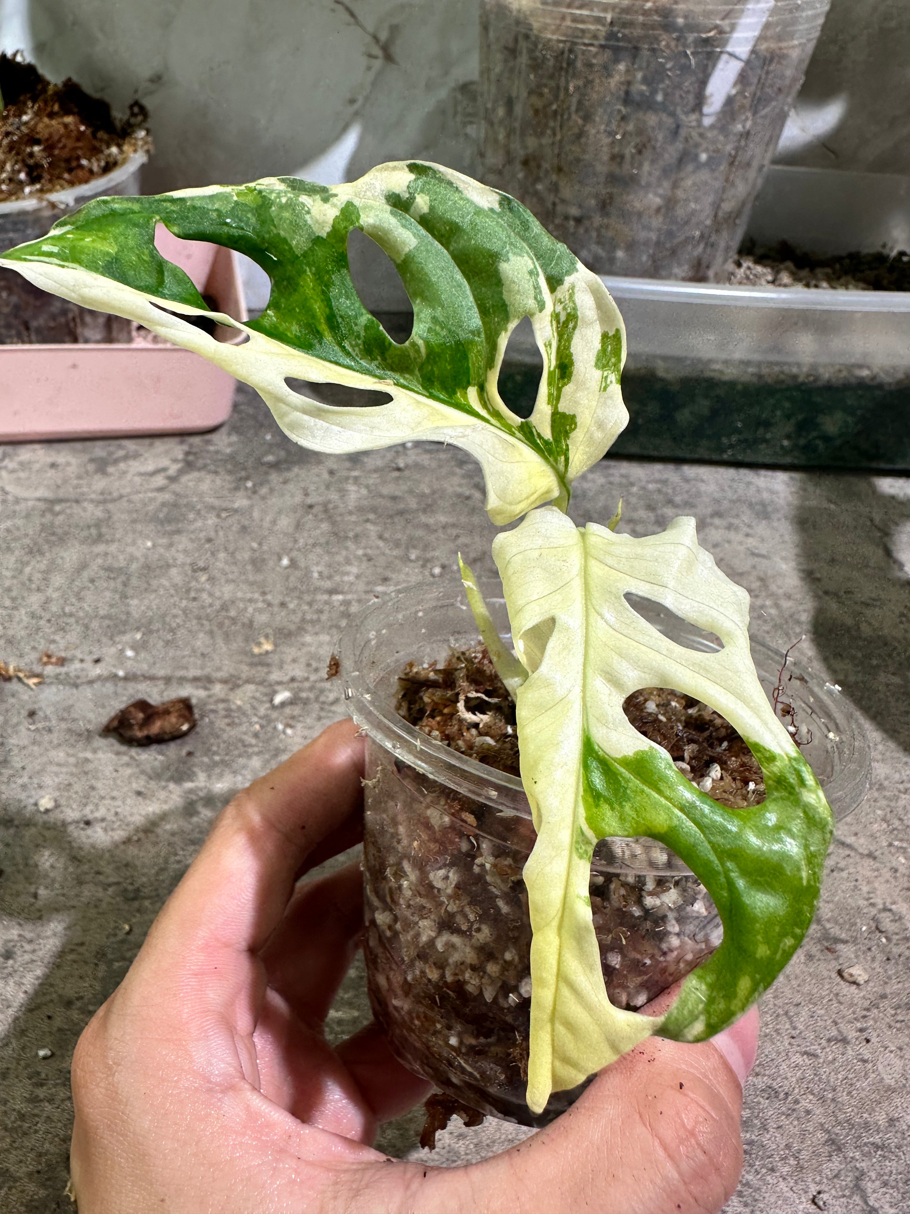 Monstera adansonii tricolor