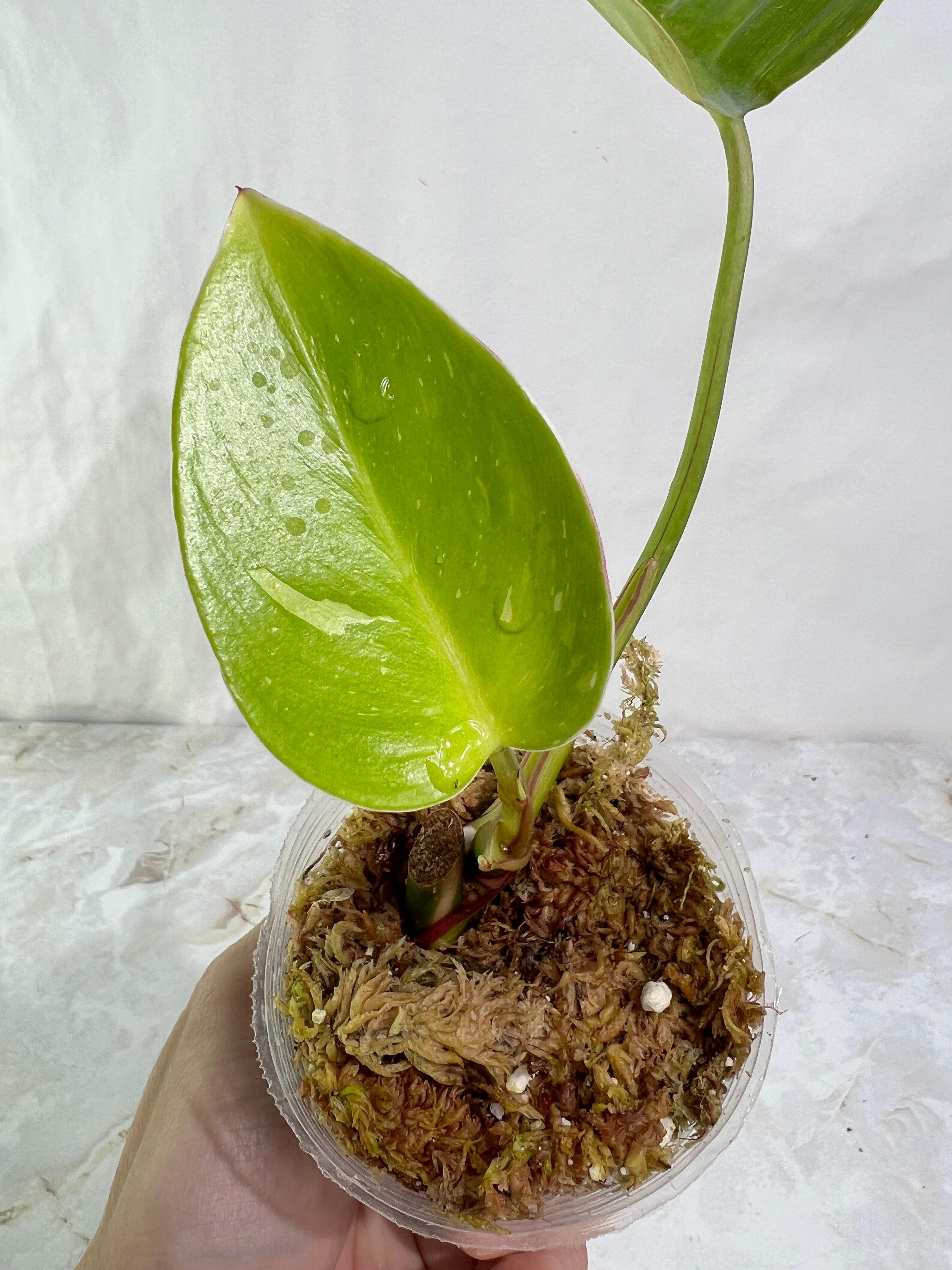 Philodendron white princess rooted  2 leaves 1 sprout