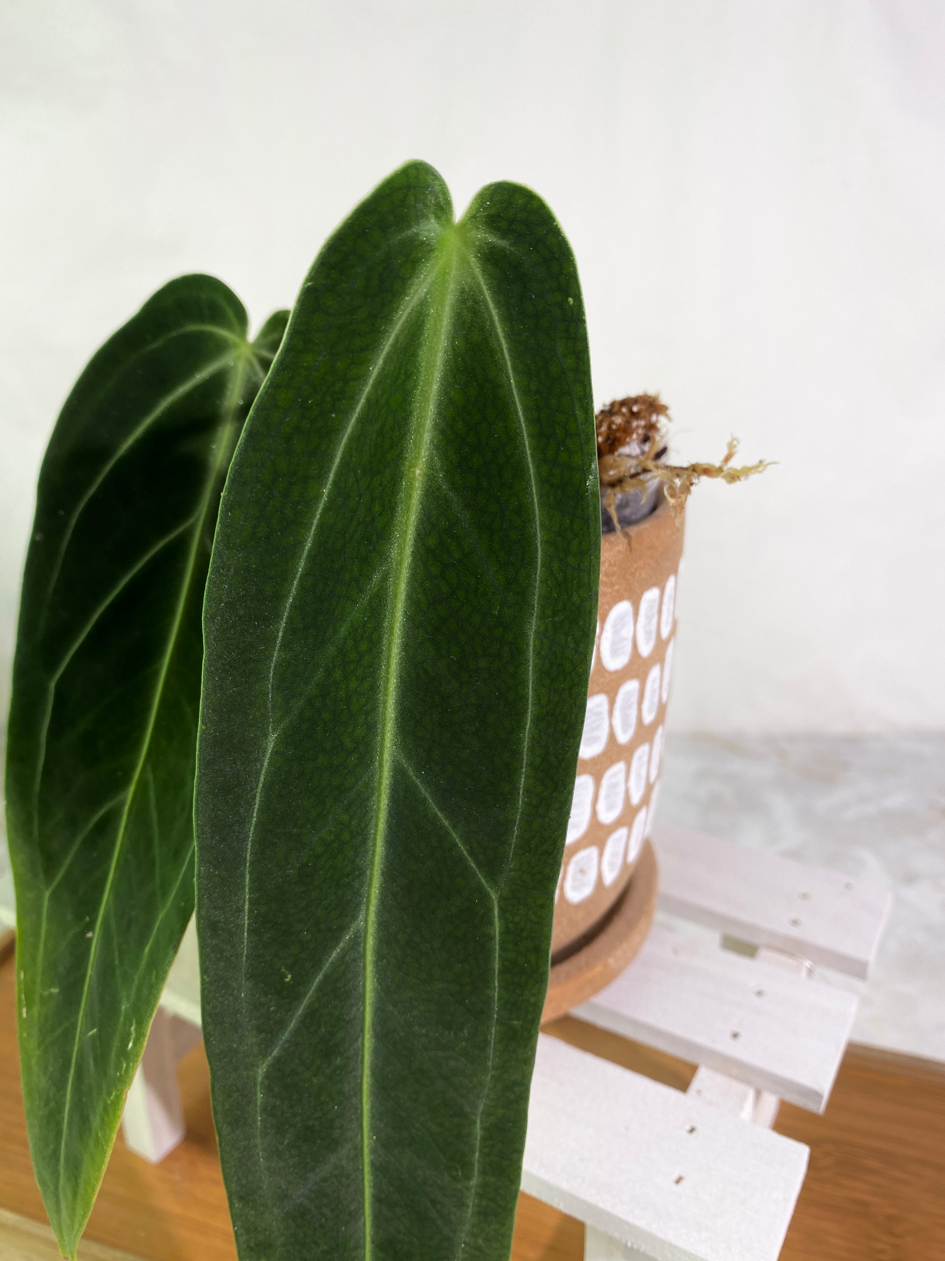 Anthurium warocqueanum dark and narrow form