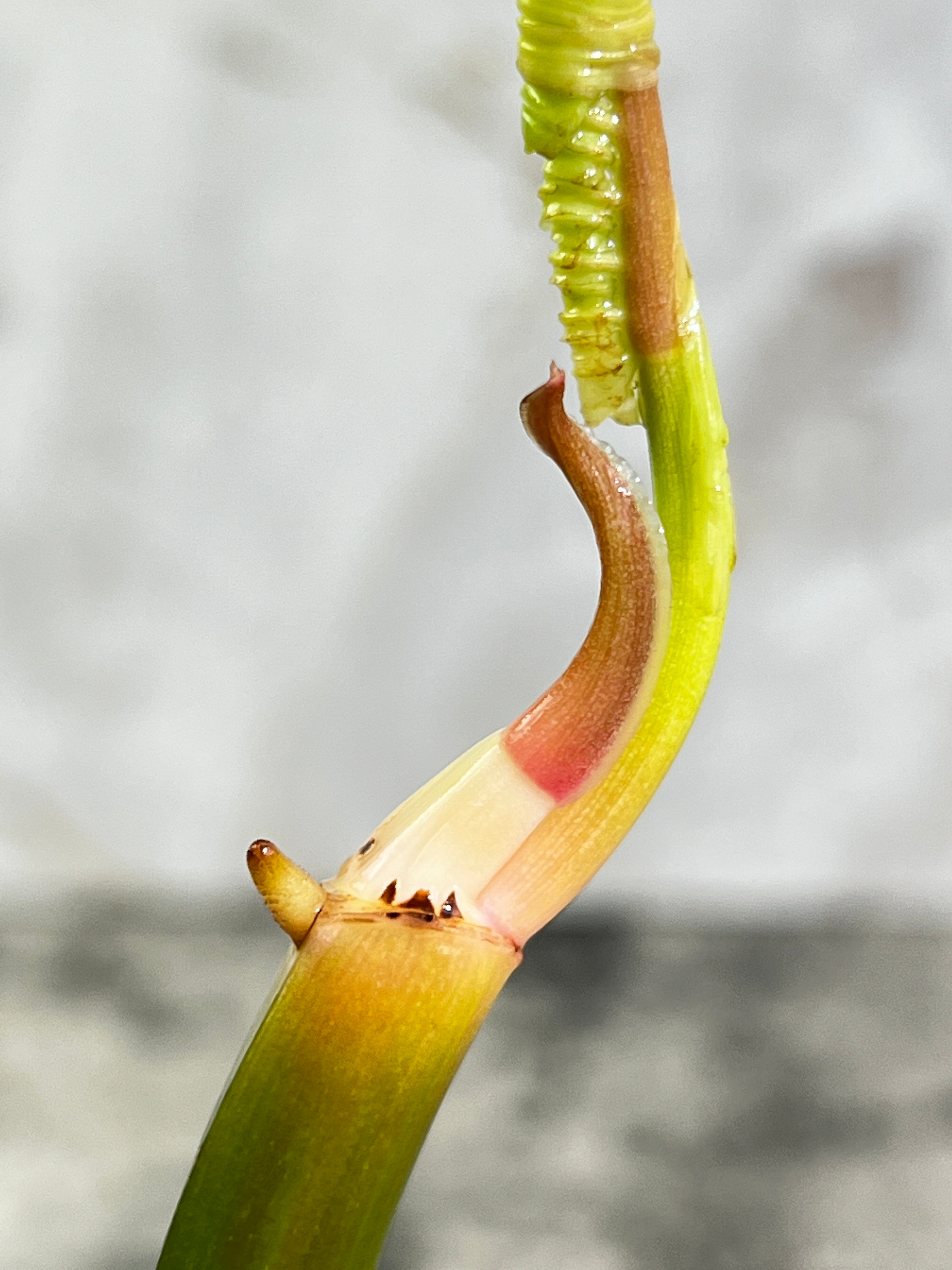 Philodendron Tortum rooting cutting 2 leaves  1 sprout top cutting