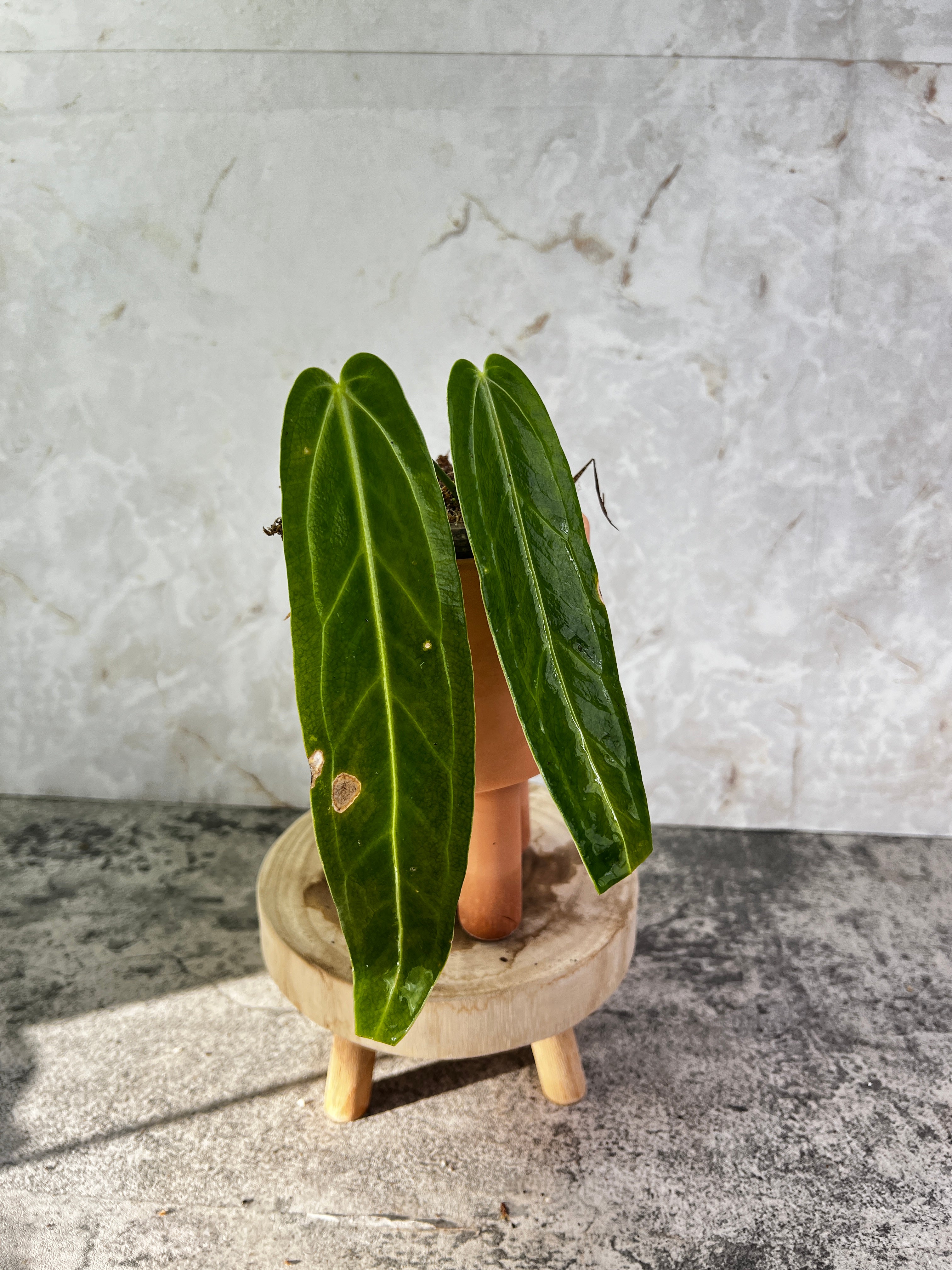 Anthurium Warocqueanum dark and narrow rooted 2 leaves