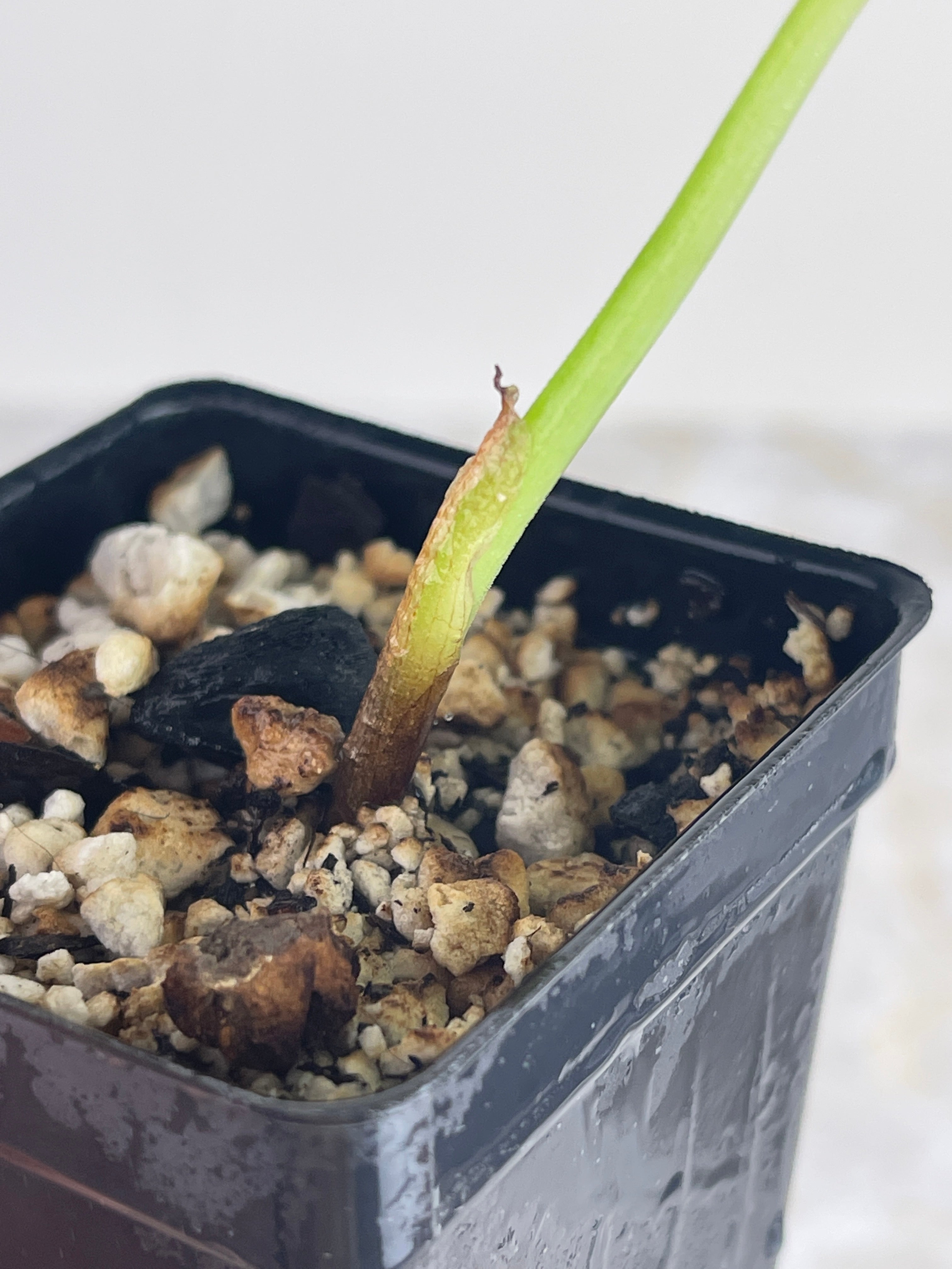 Private sale: alocasia Reginae