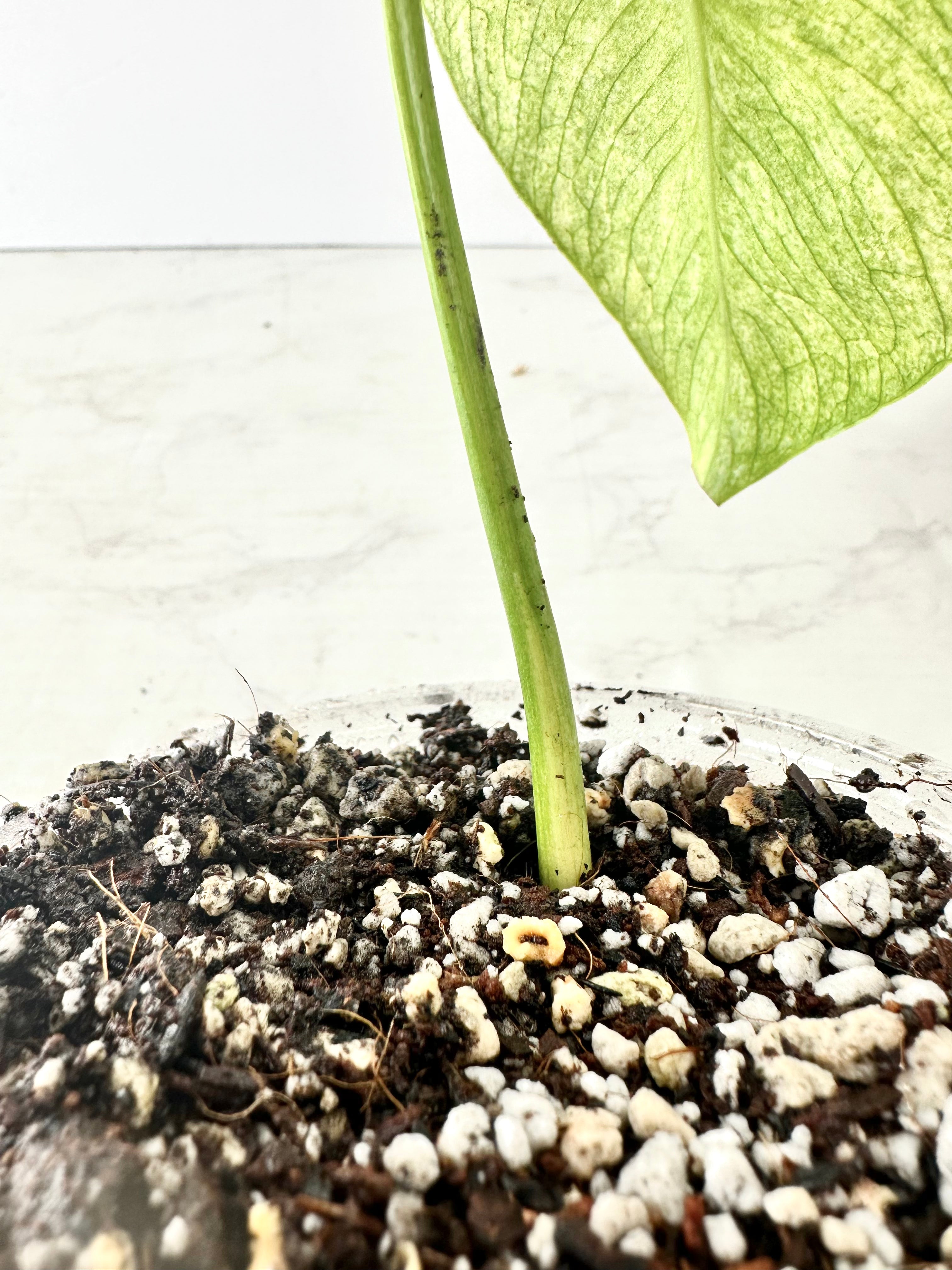 Monstera full mint rooting  1 leaf top cutting in soil for 1 month