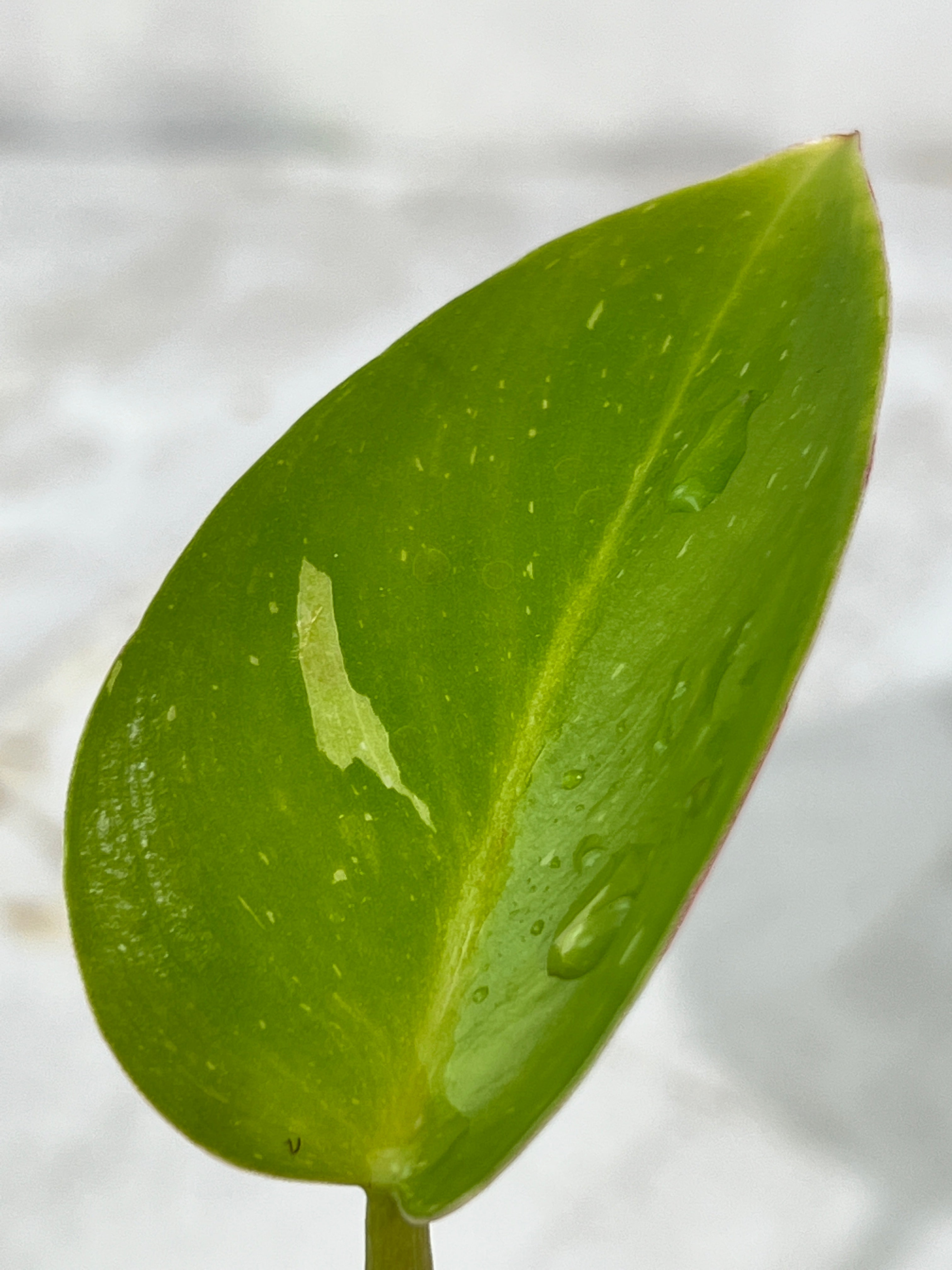 Philodendron white princess rooted  2 leaves 1 sprout