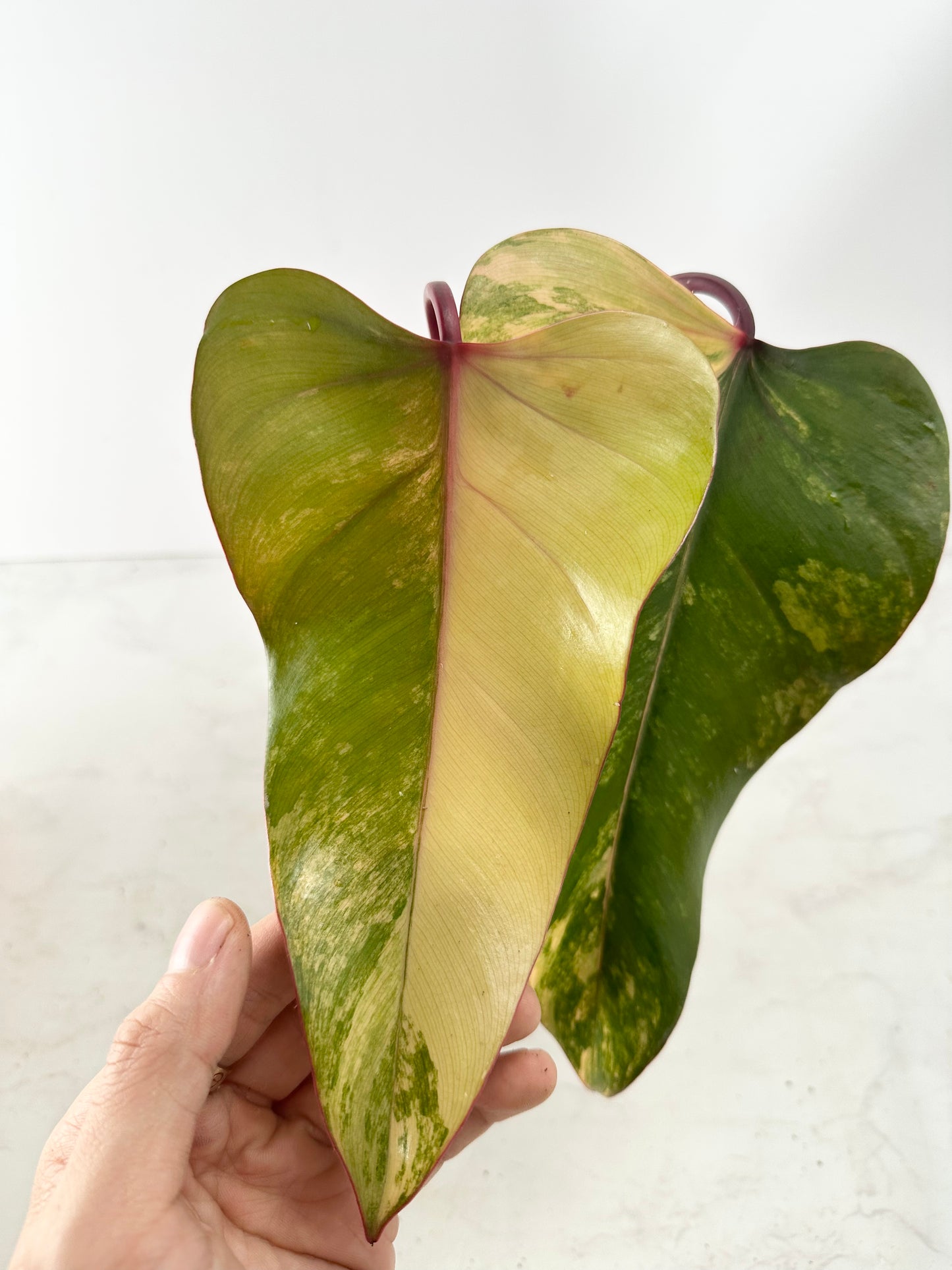 Philodendron strawberry shake slightly rooted top cutting 2 leaves highly Variegated
