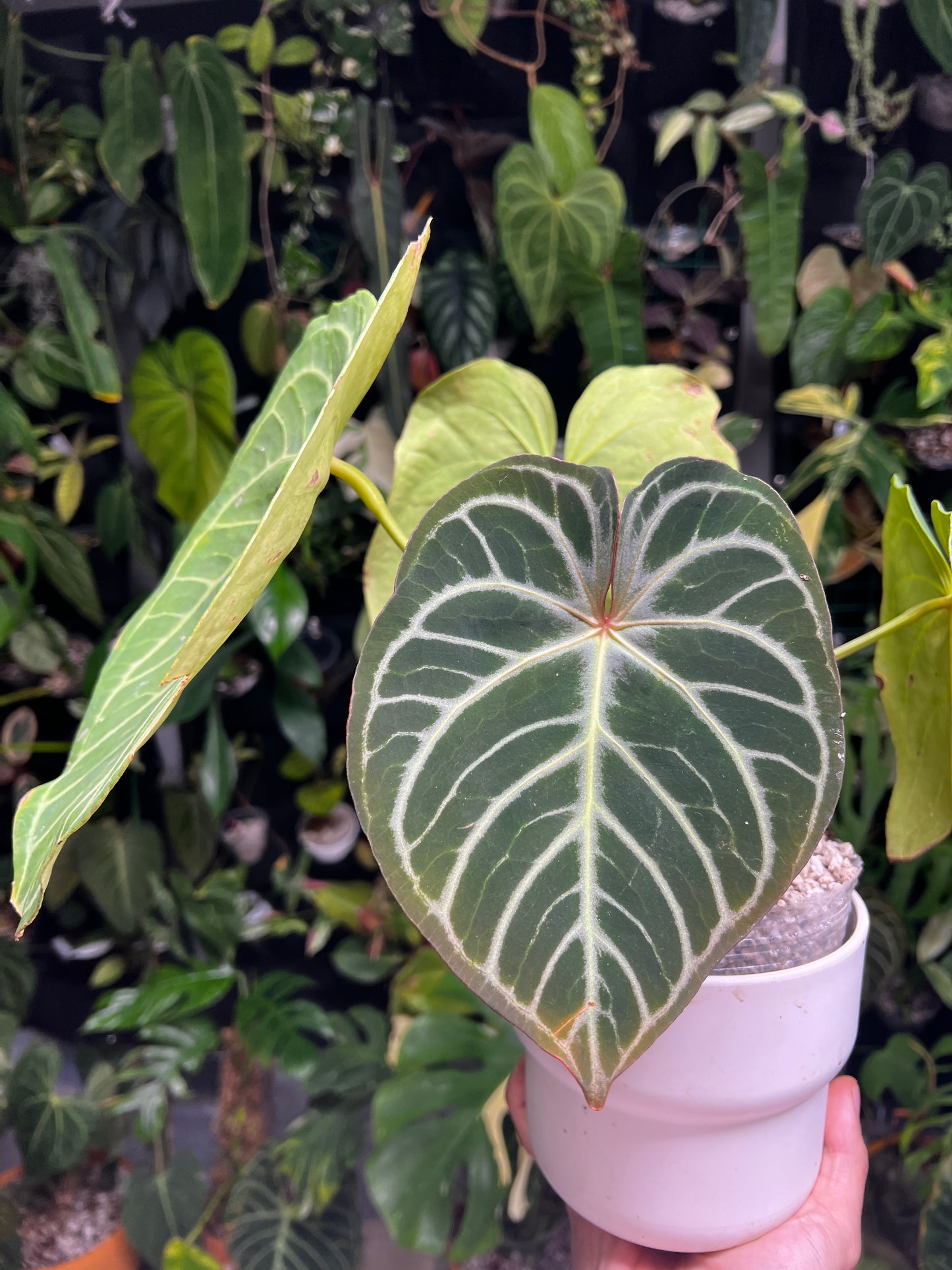 Grower Choice: Anthurium Crystallinum Silver Hope Rooted node