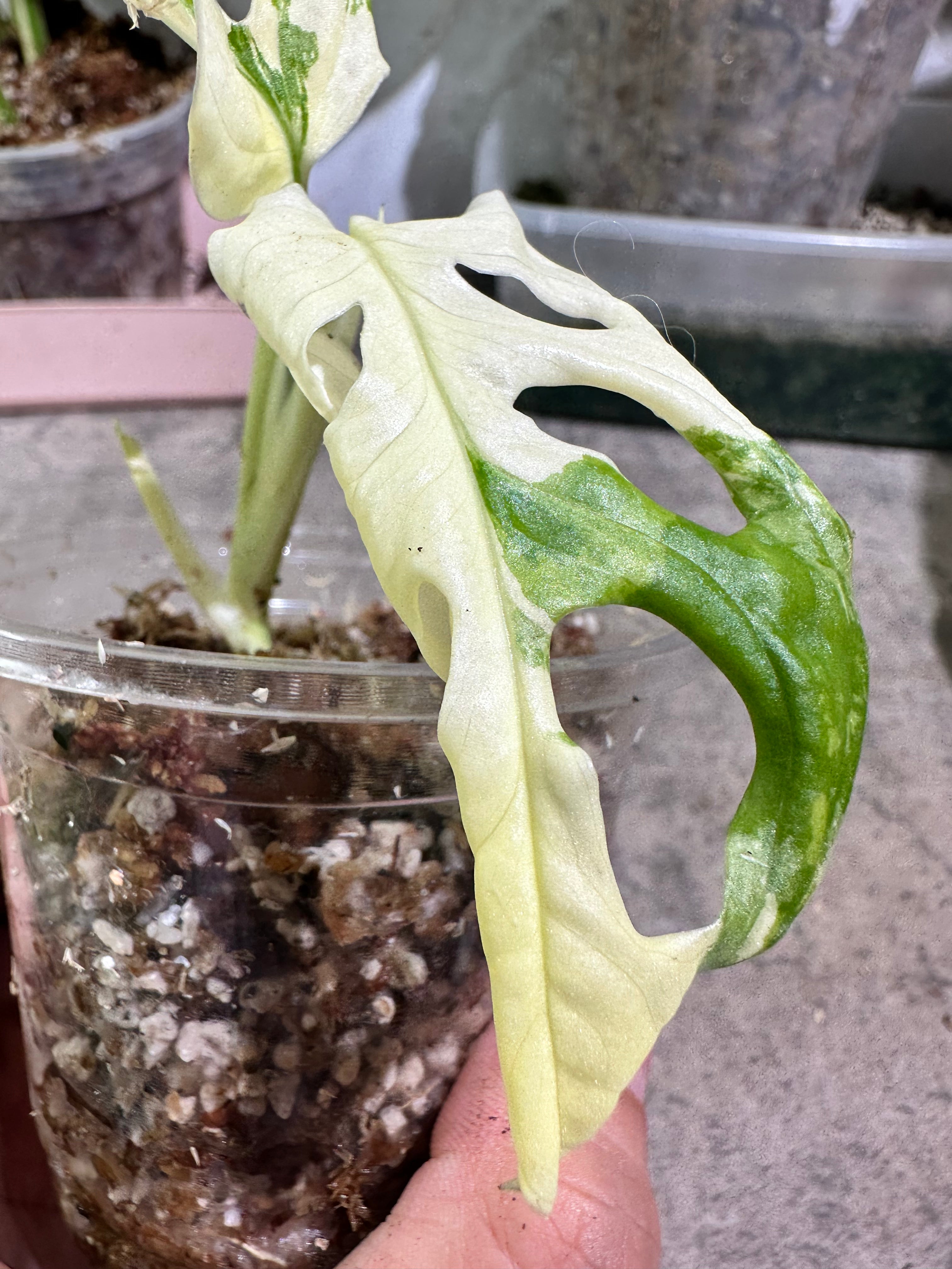 Monstera adansonii tricolor